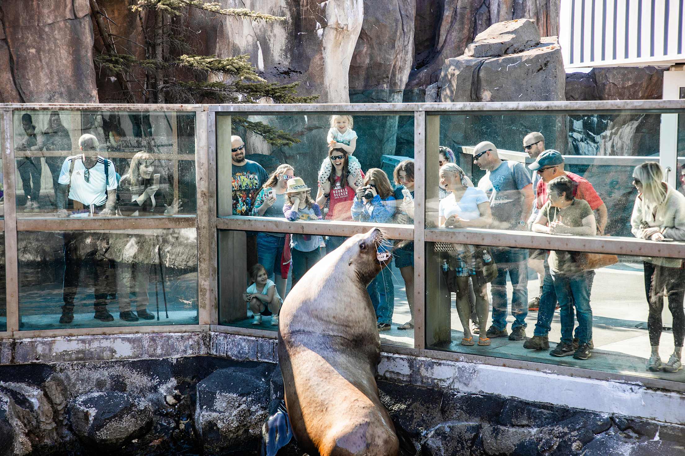 A seal barks at visitors at Alaska SeaLife Center in Seward, Alaska.