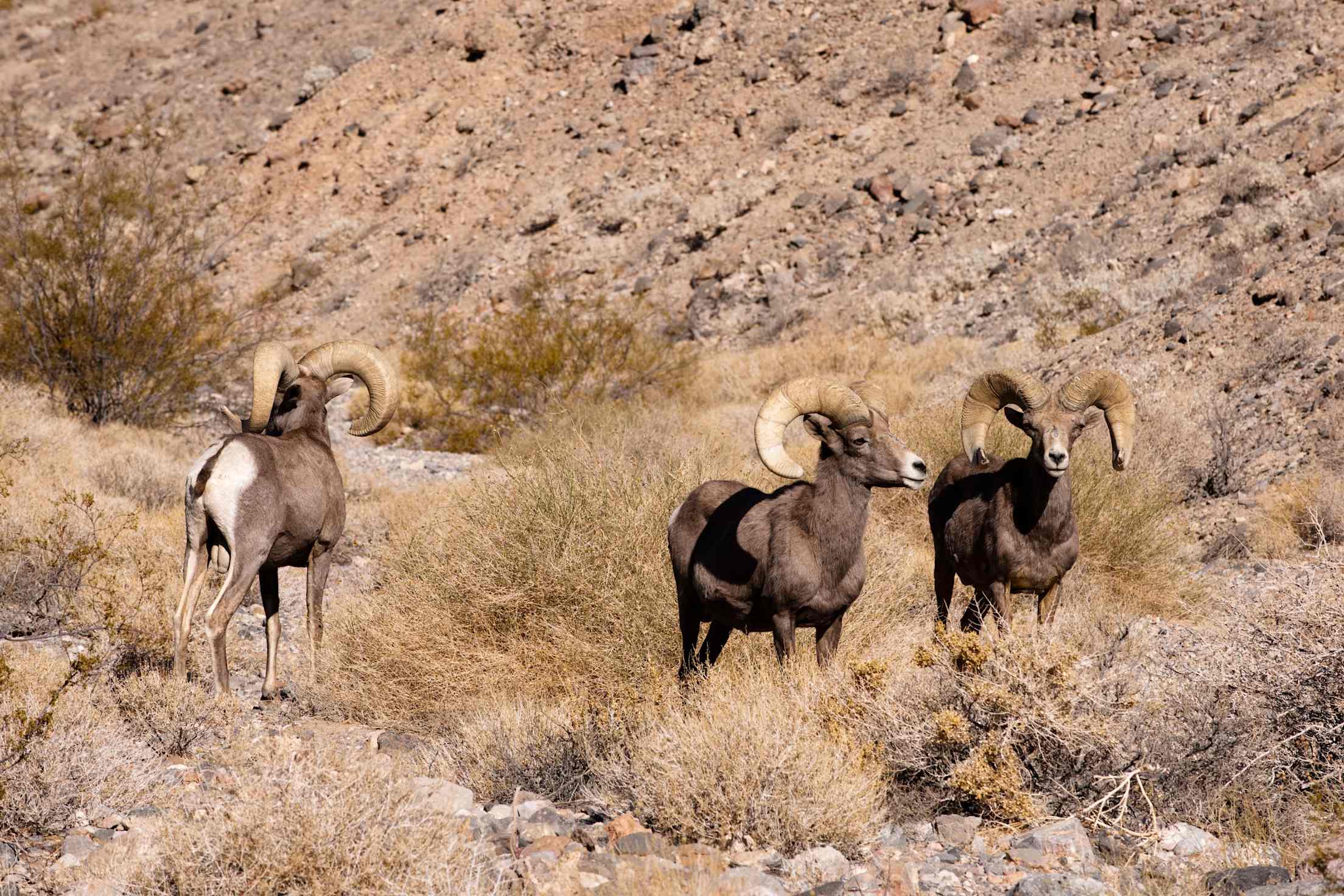 three bighorn sheep stand in dry, rugged terrain in Death Valley National Park, California