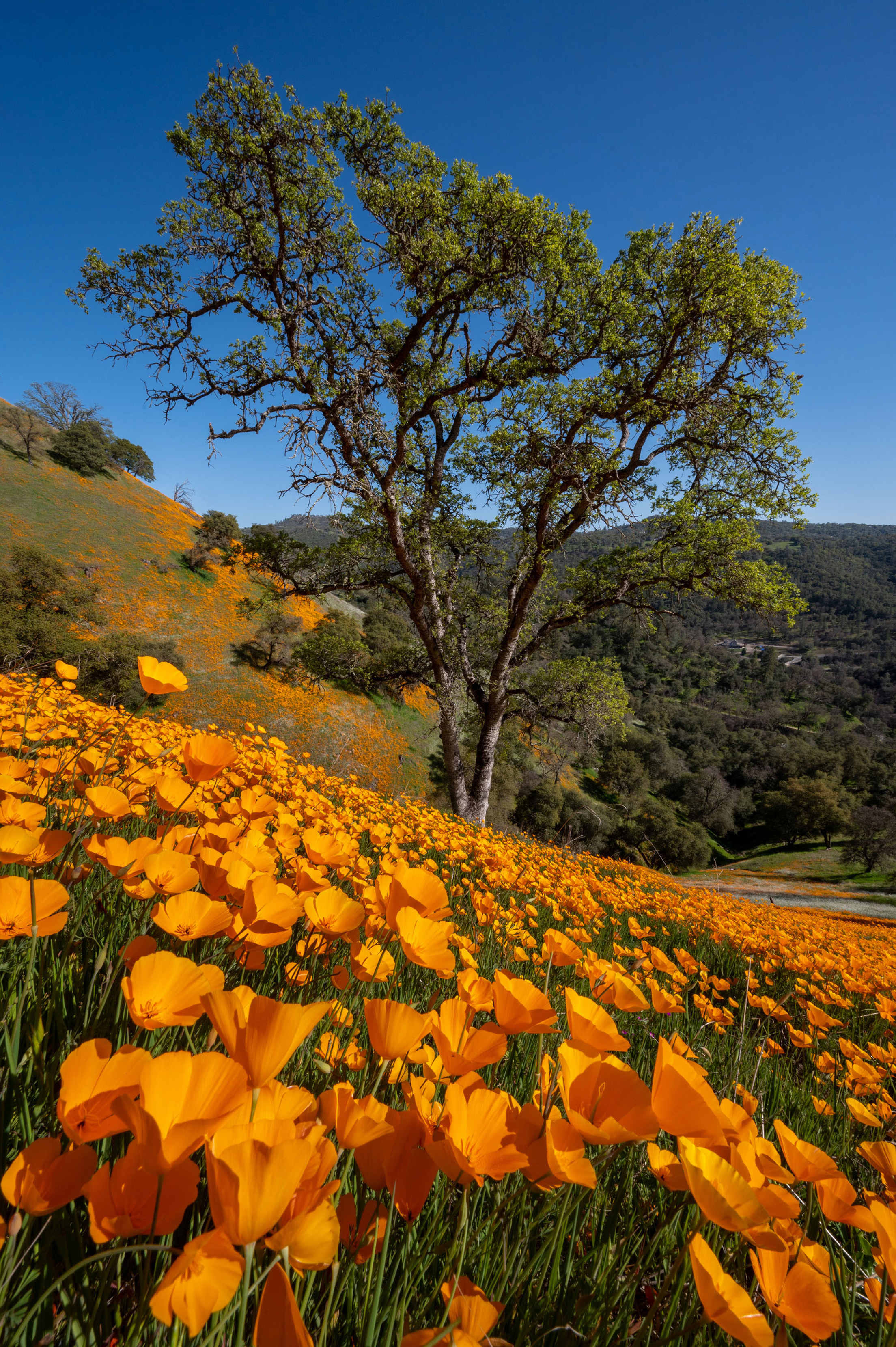 California poppies in bloom at Butte Canyon in Amador County, California on a clear day.