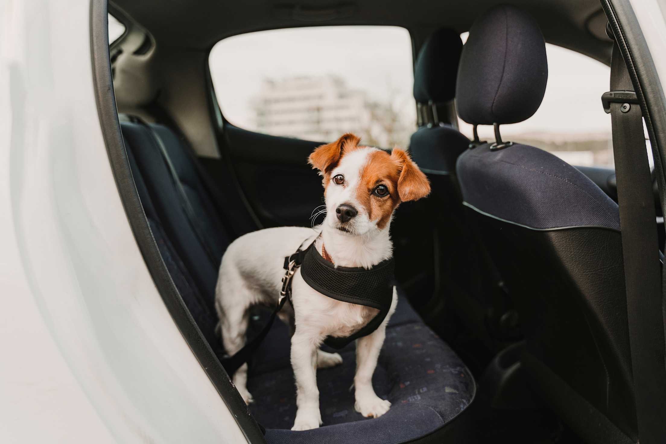A small white and brown Jack Russell Terrier sits in the backseat of a car with a harness and car restraint on.