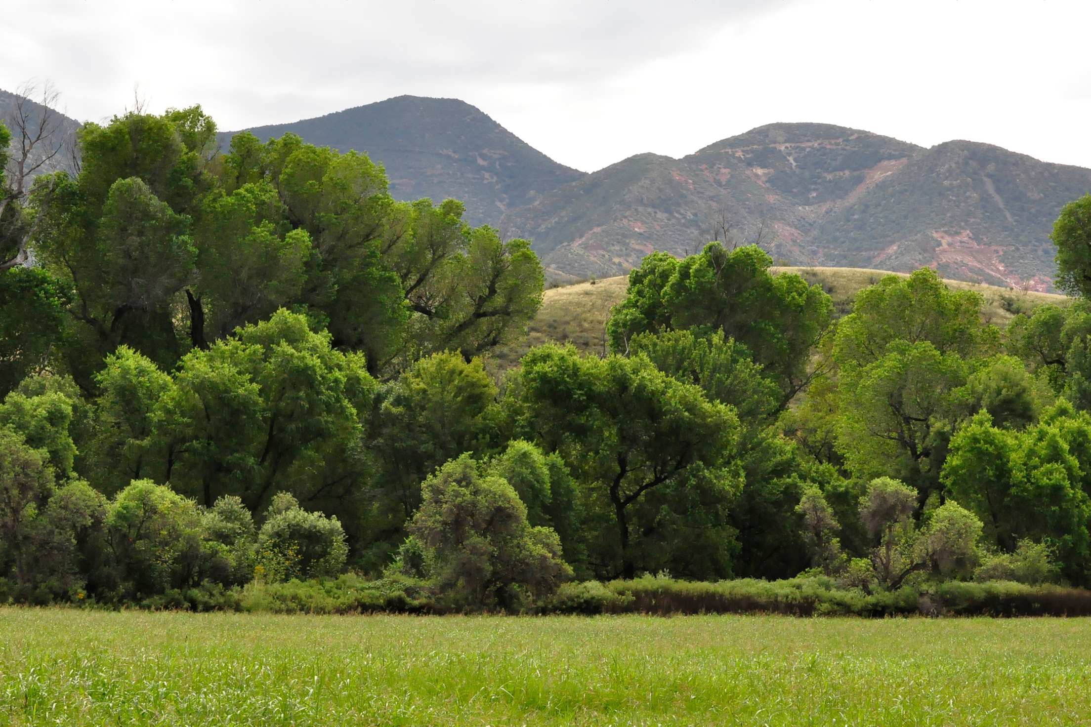 An oasis of green in the Patagonia–Sonoita Creek Preserve, image