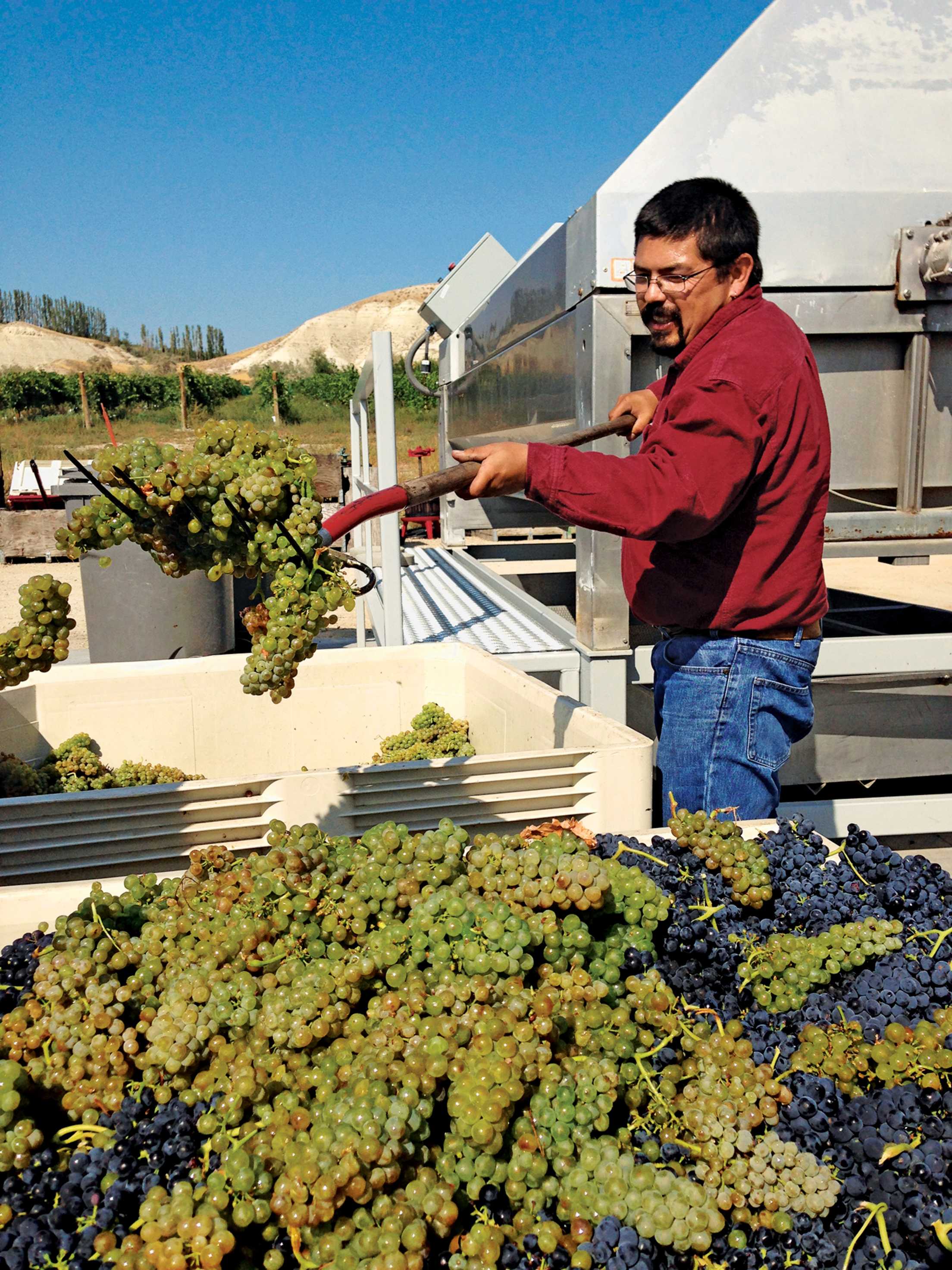 winemaker Martin Fujishin in Snake River, Idaho