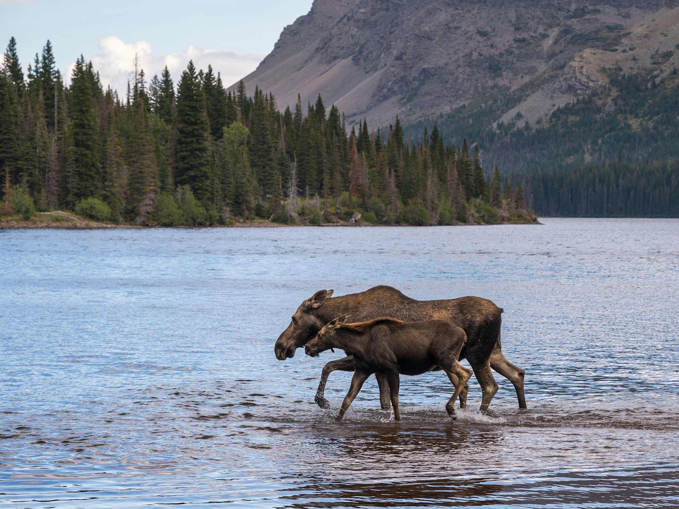 A moose and her calf at Two Medicine Lake in Glacier National Park, Montana