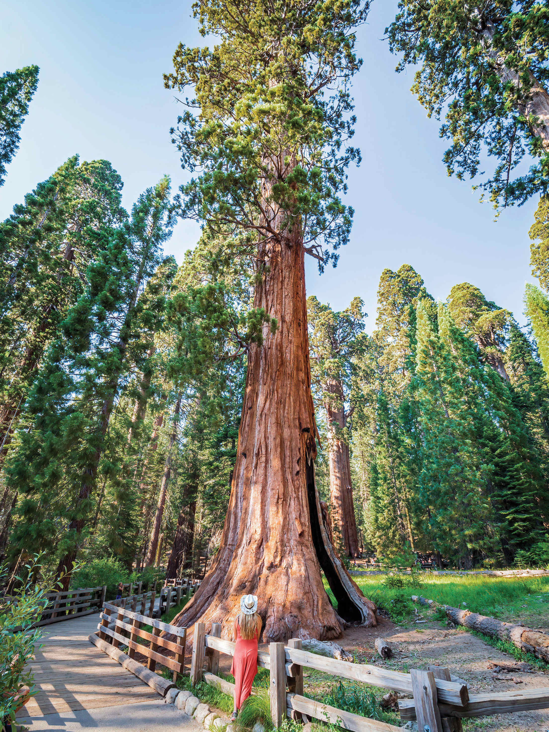 A woman looks up at the General Sherman sequoia tree at Sequoia National Park.