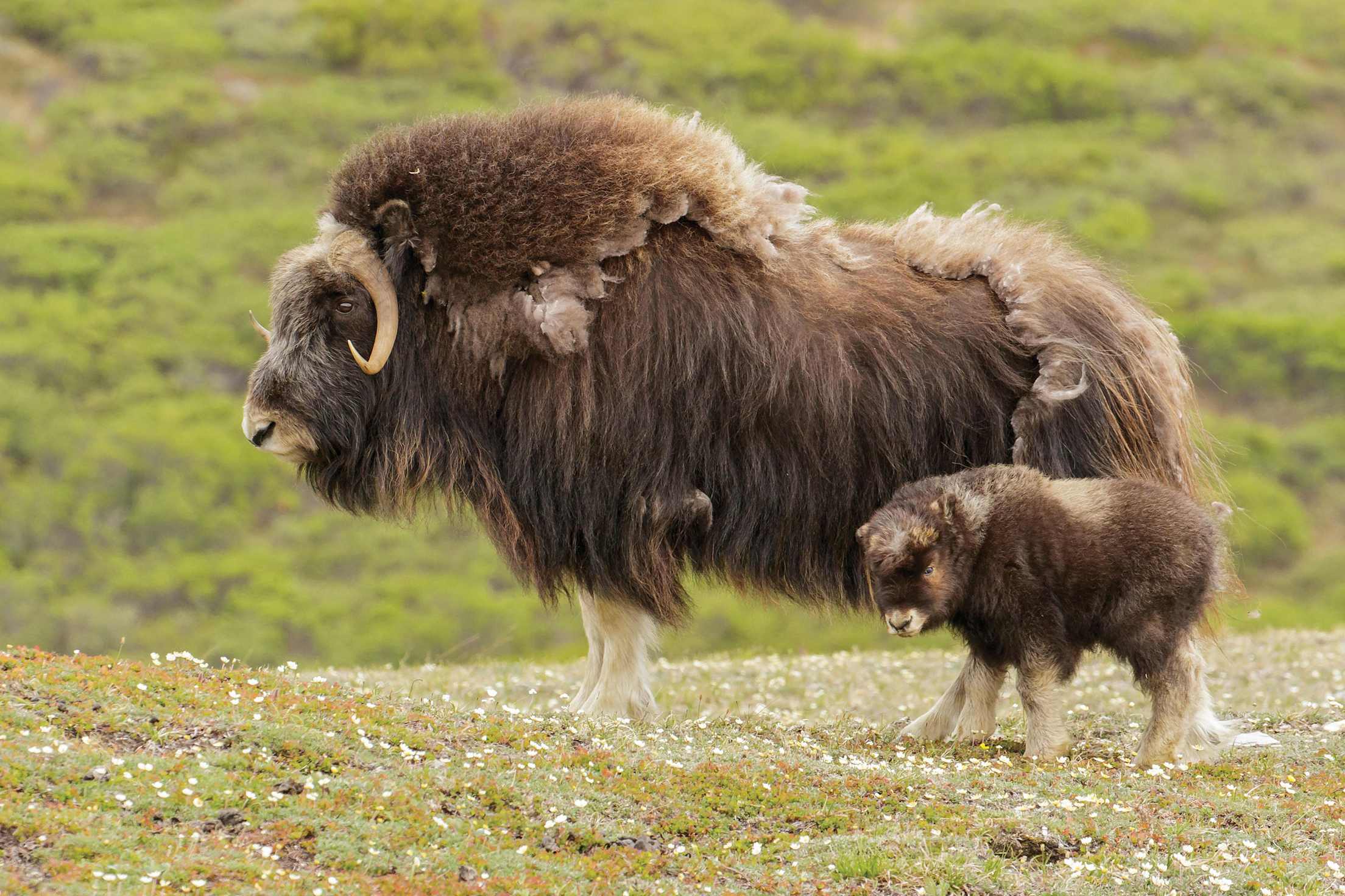 a big and small muskox