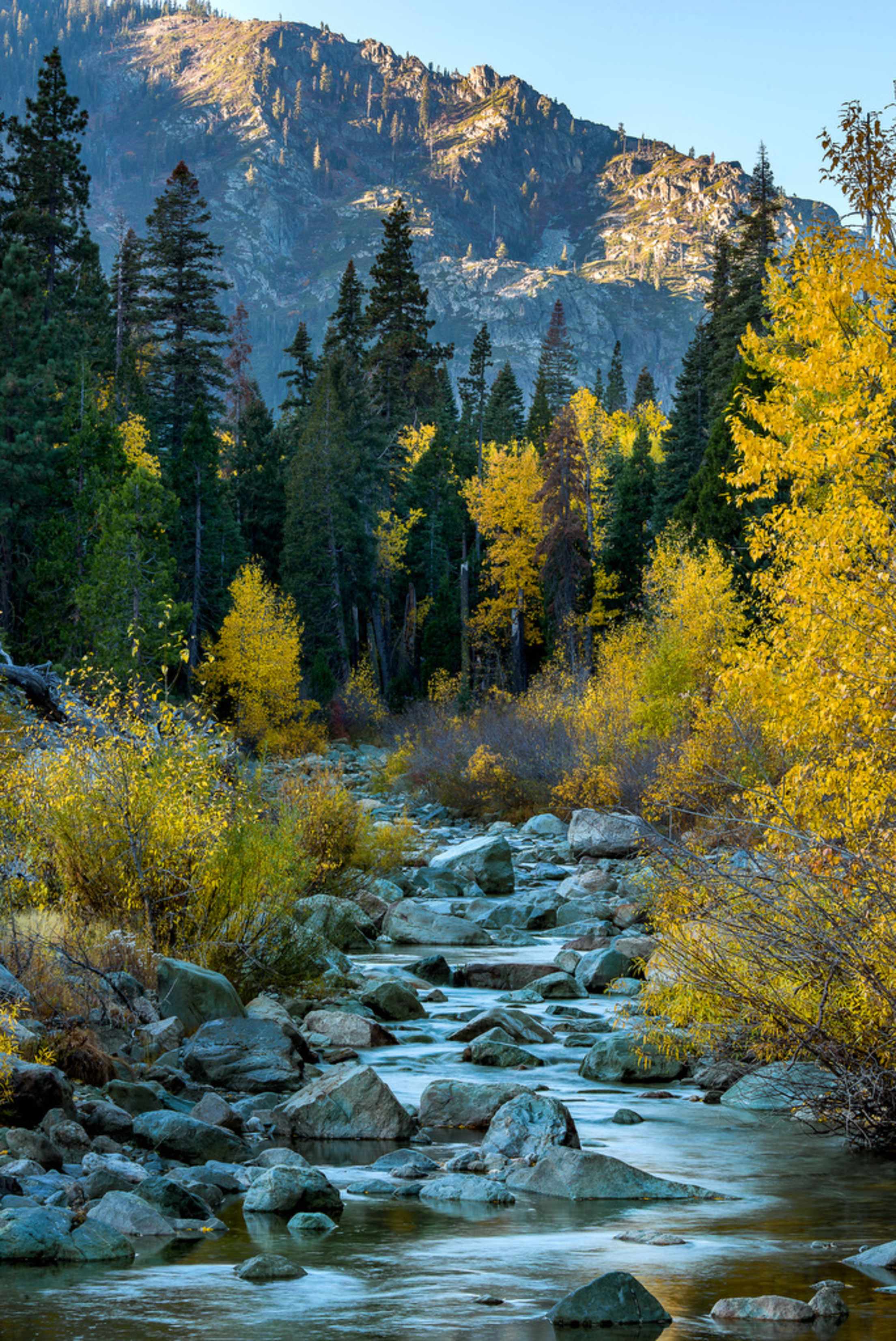 trees in front of a mountain and a rock creek