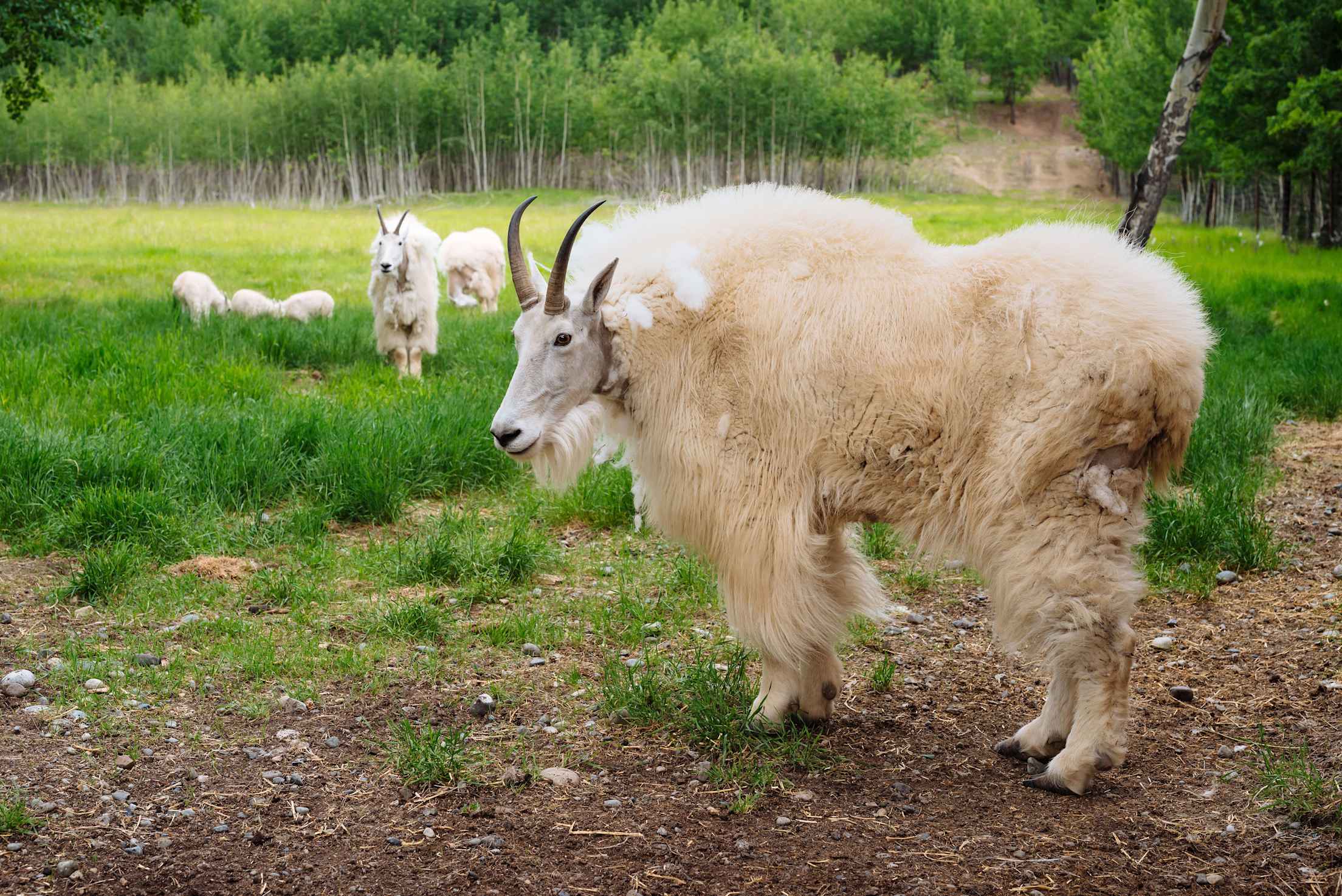 white mountain goats are seen on green grass at a nature preserve in Yukon