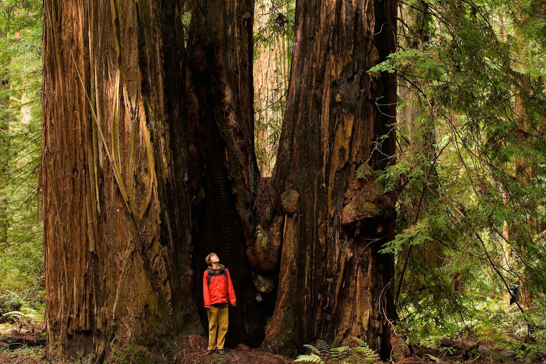 a young kid in a red jacket stands looking up at a giant redwood