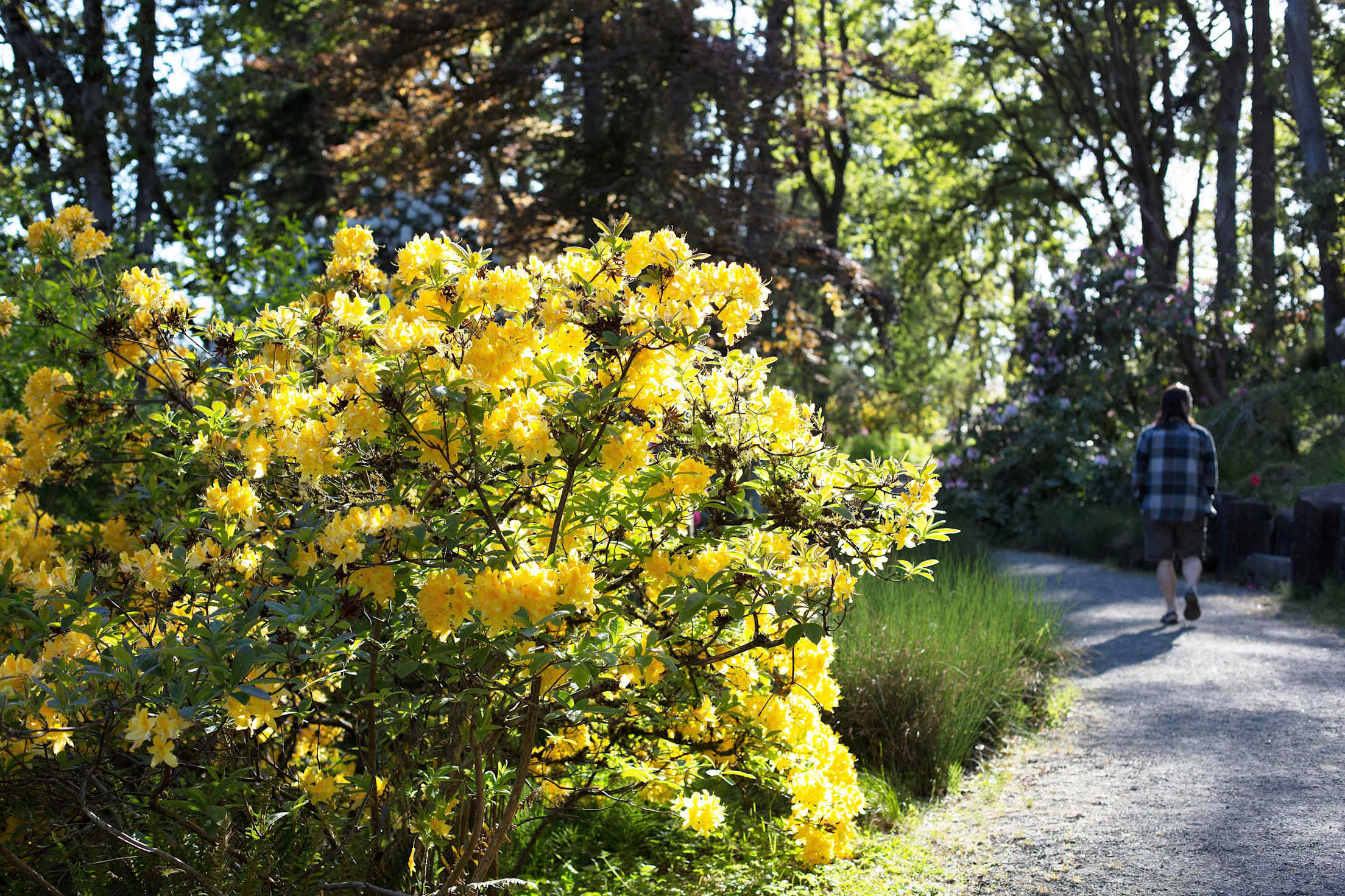 yellow flowers in the foreground while a person in a checkered shirt walks in a park 