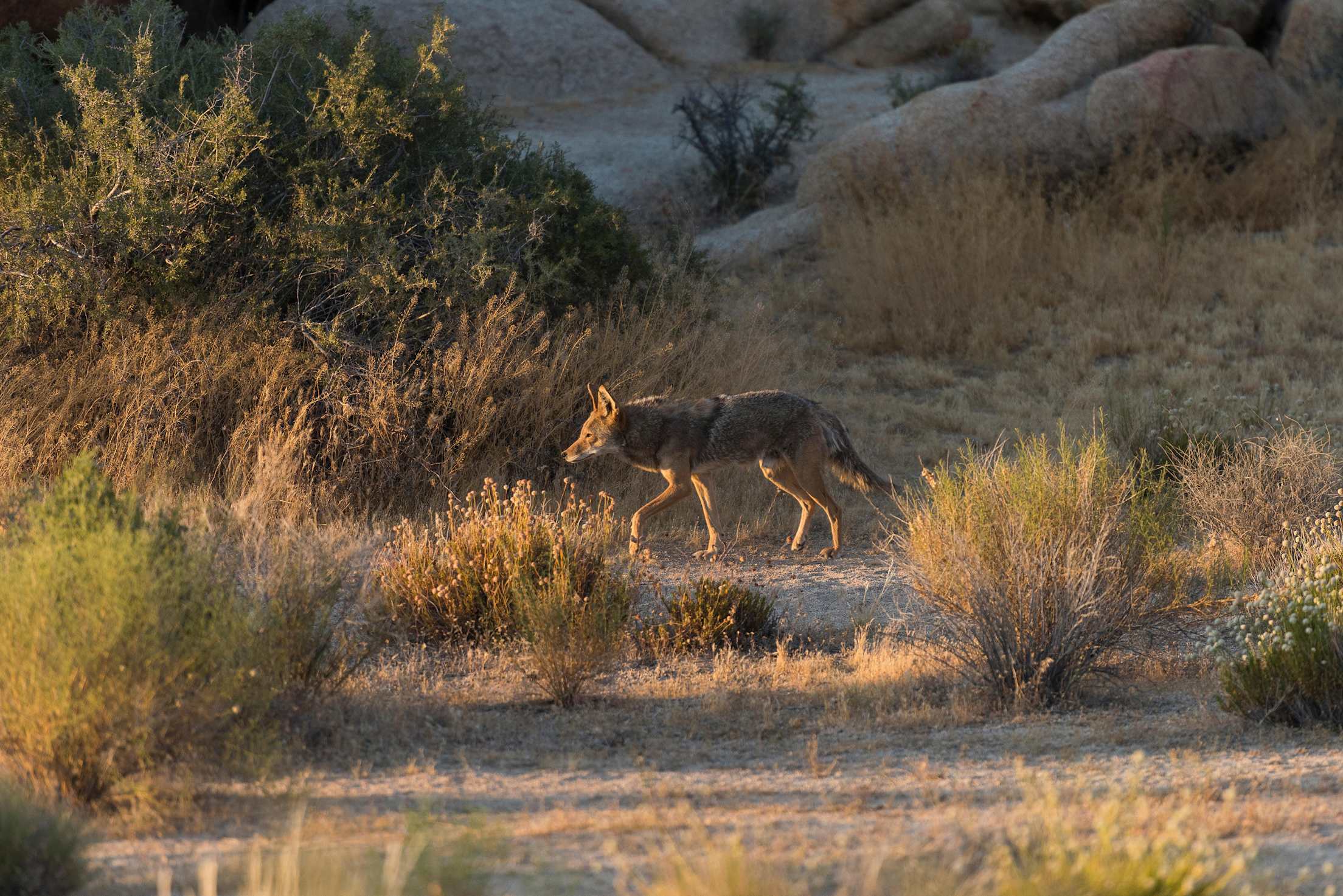 a coyote trots through some brush