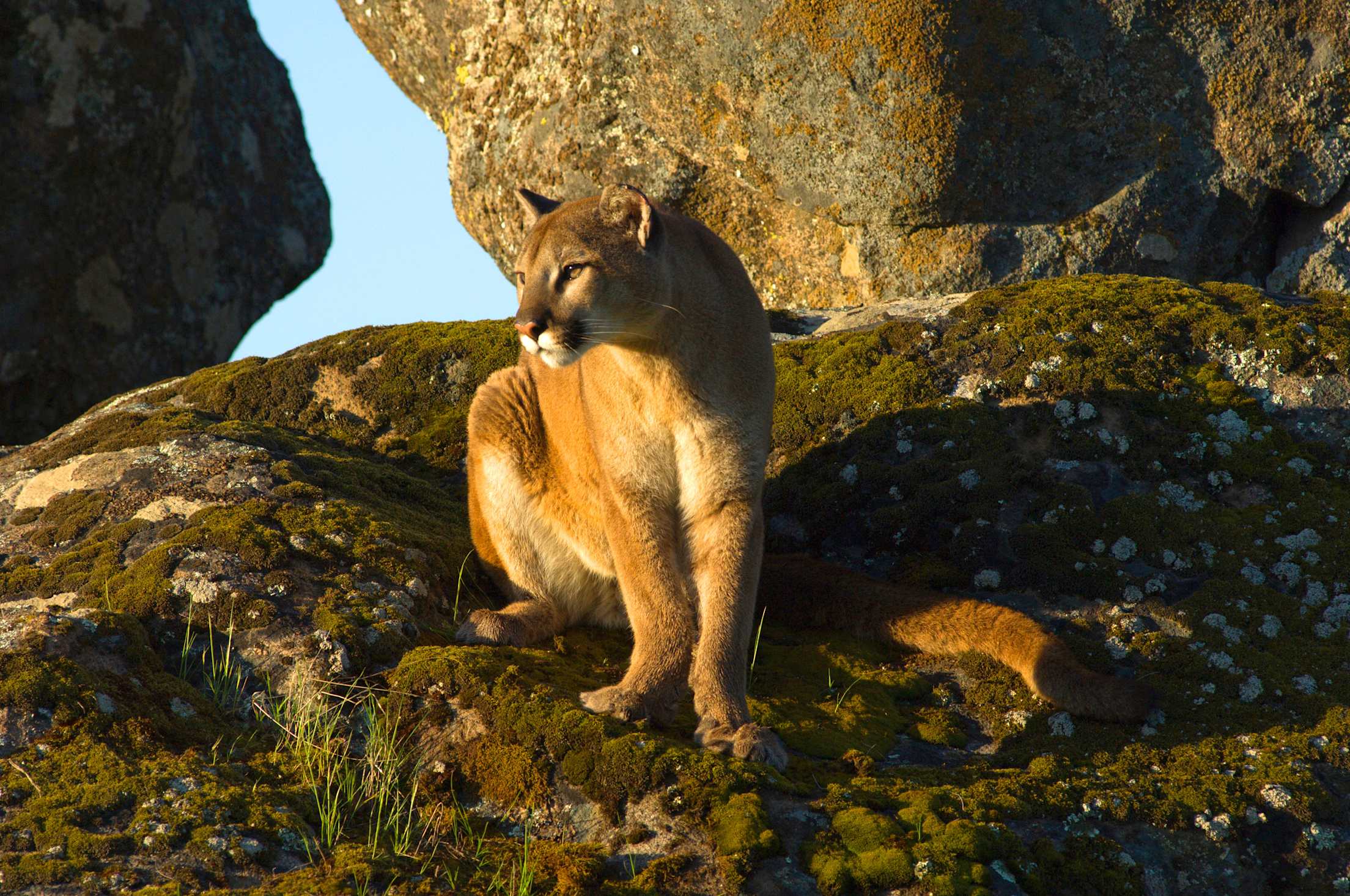 a mountain lion looking off into the distance from a perch on a rock, looking cool as hell