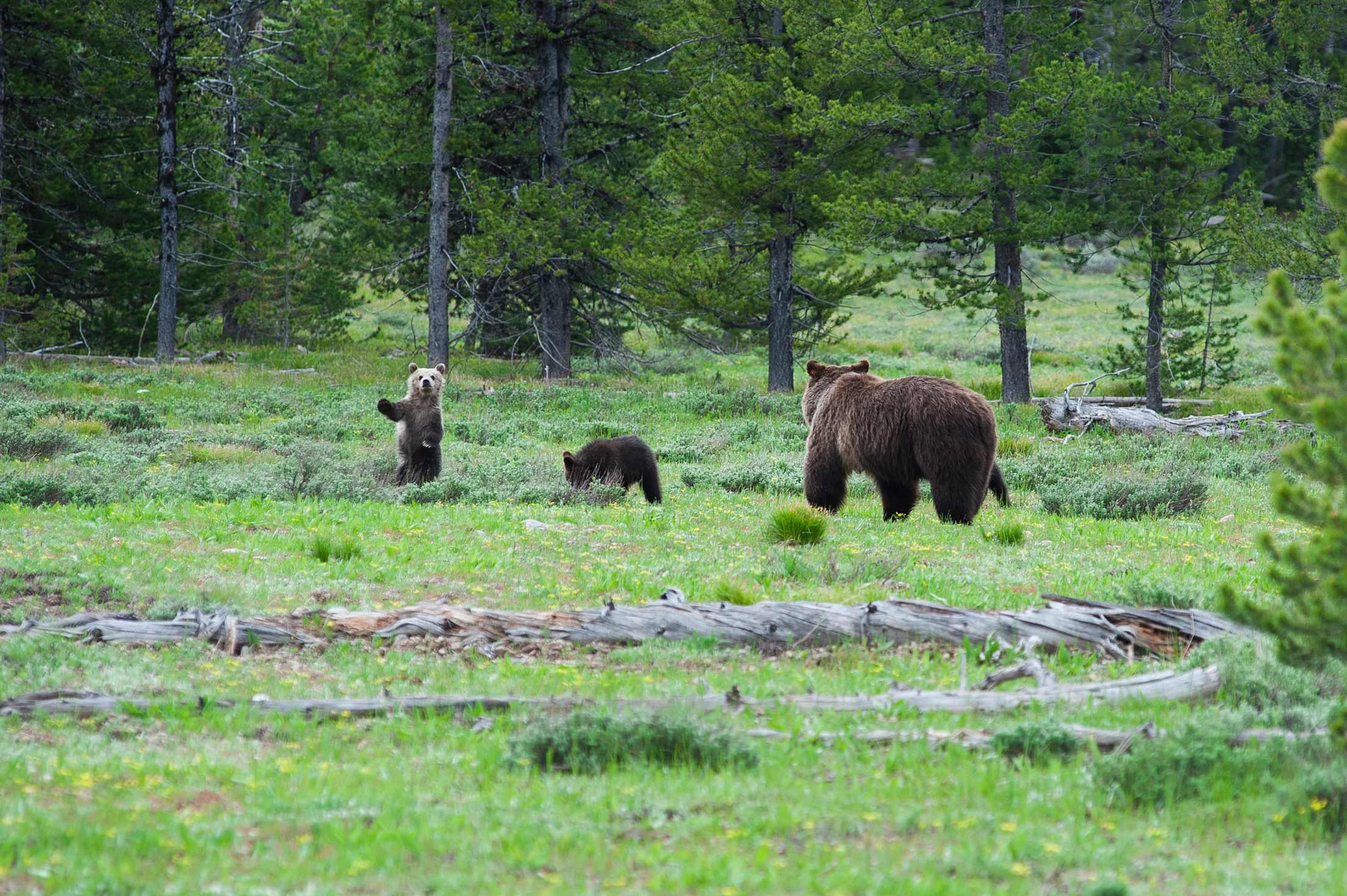 three bears are seen on green grass, two cubs with a parent