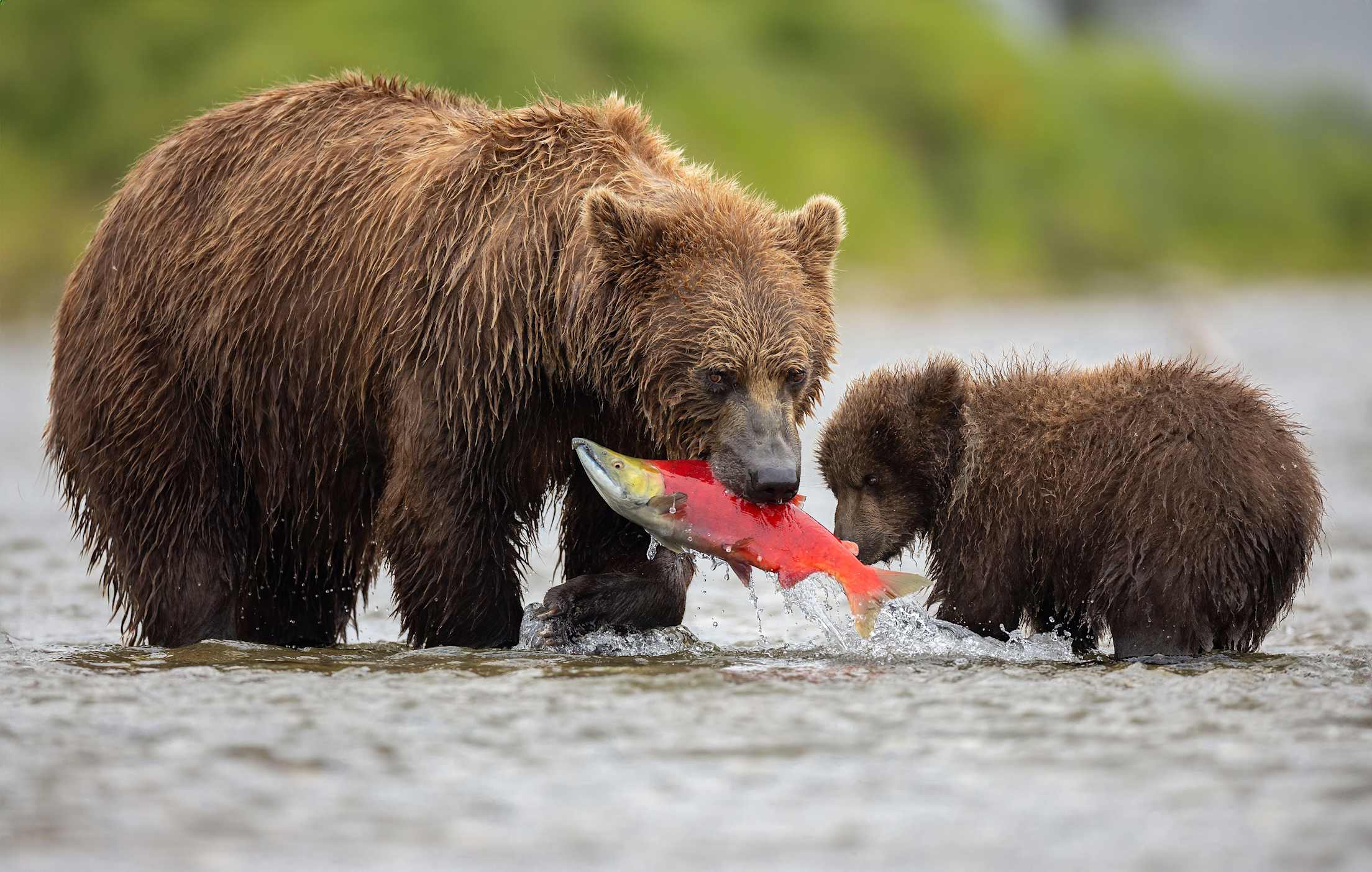 a big brown bear next to a small brown bear in a river catching a pink salmon