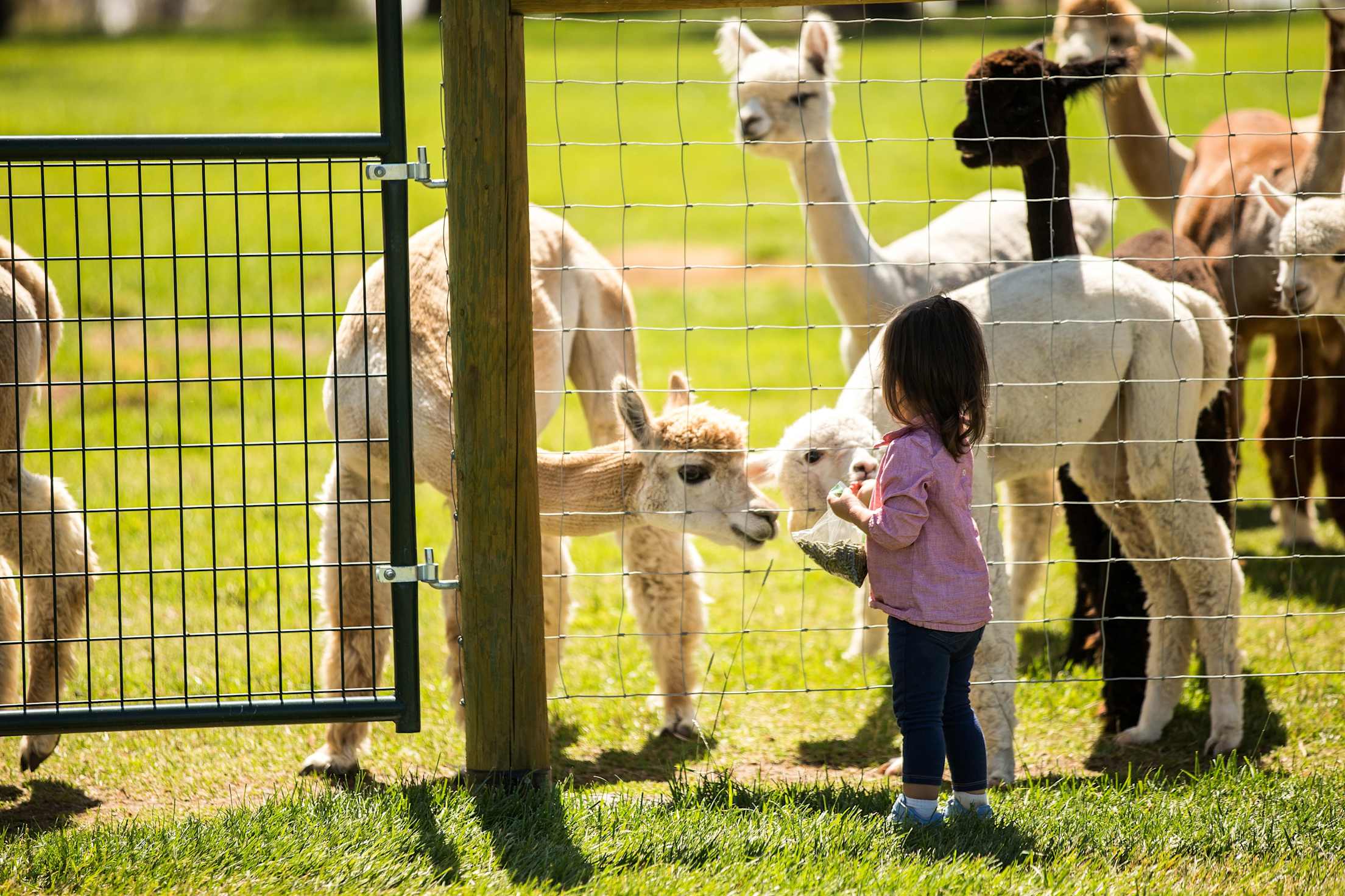 kids feed alpacas through a fence