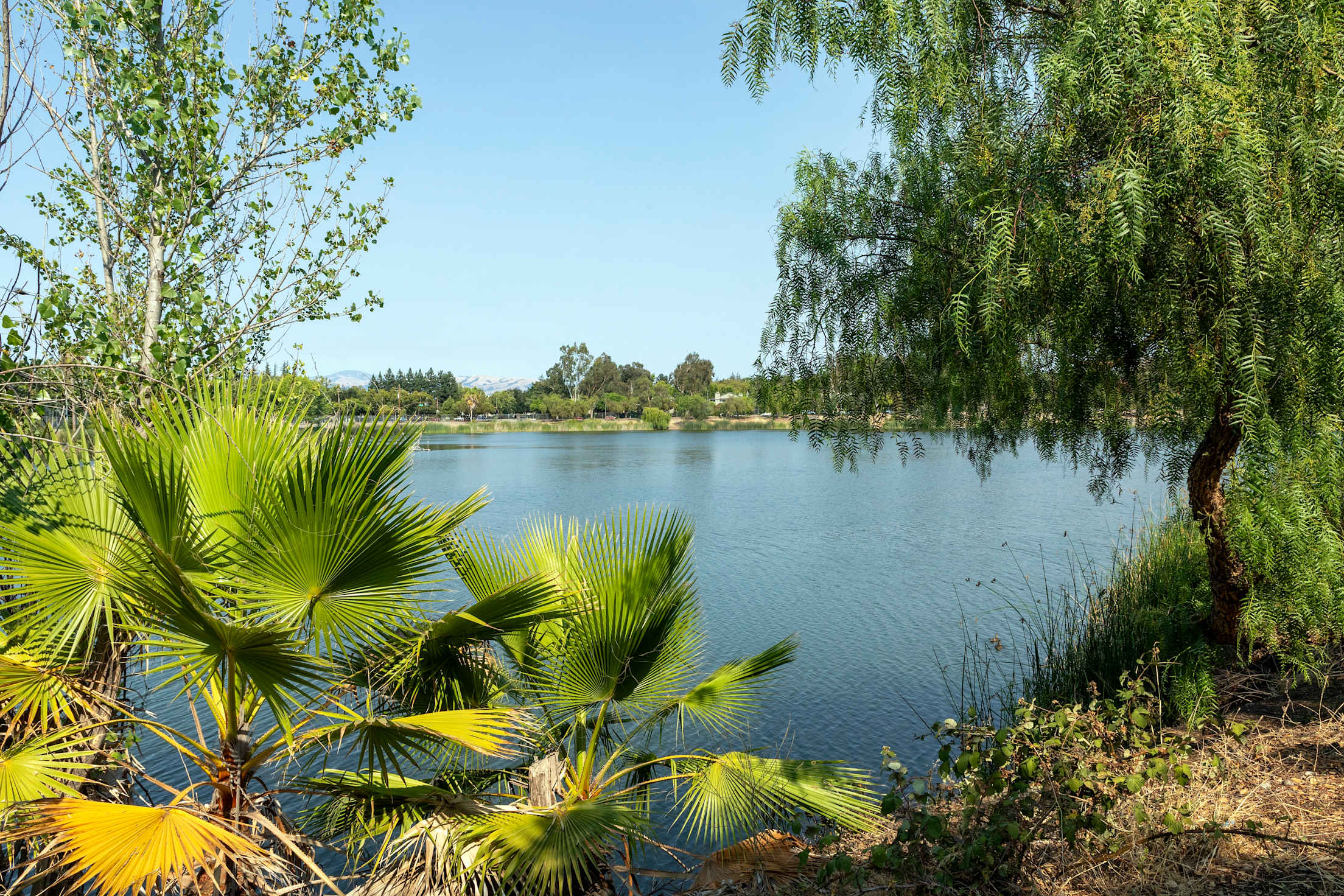 a lake with a blue sky and plants and trees in the foreground