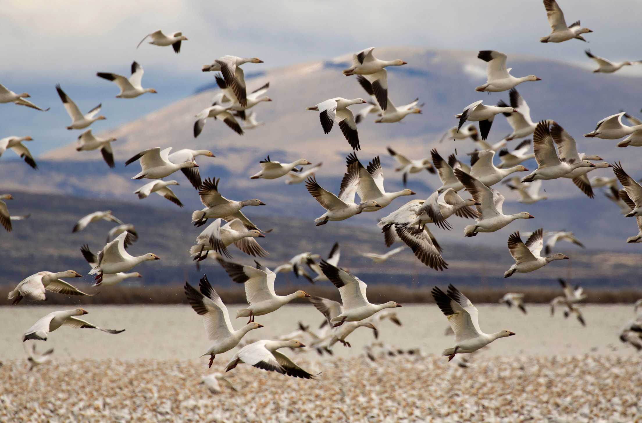 Snow geese (Chen caerulescens) fly above the water in Tule Lake National Wildlife Refuge, California.