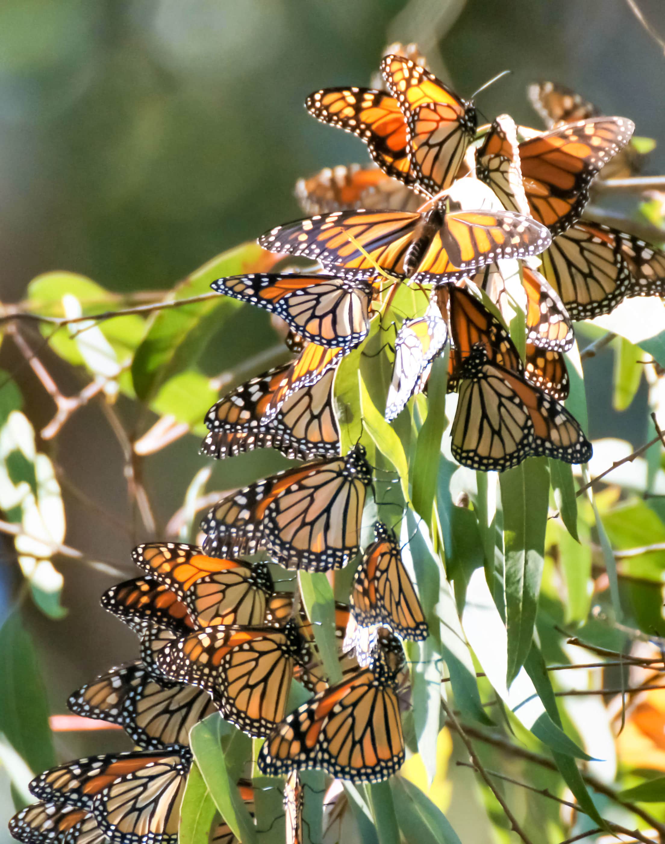 Western Monarch butterflies on a eucalyptus branch at Natural Bridges State Beach.