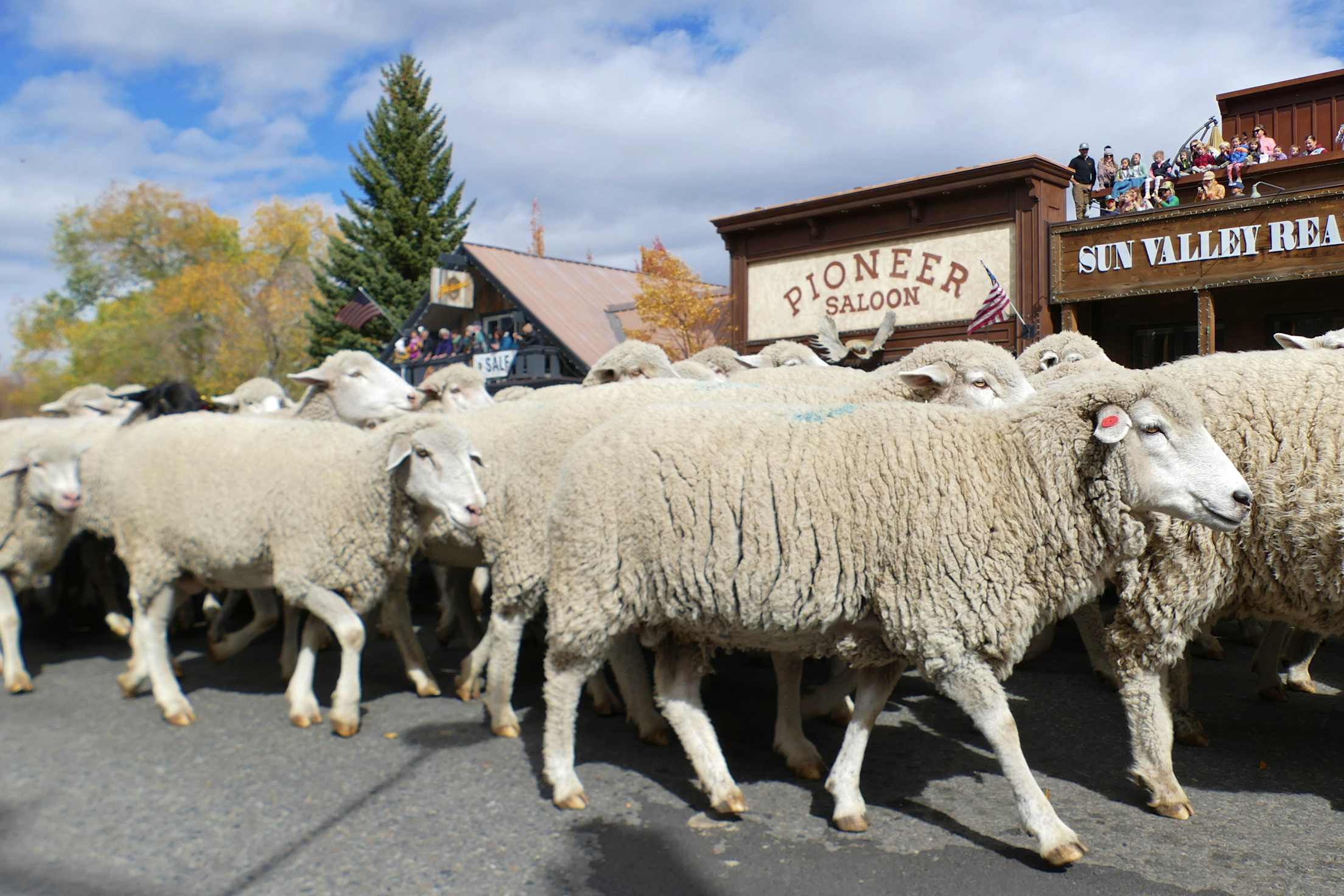 Sheep walk up Main Street in Ketchum, Idaho, as part of the Trailing of the Sheep Festival.