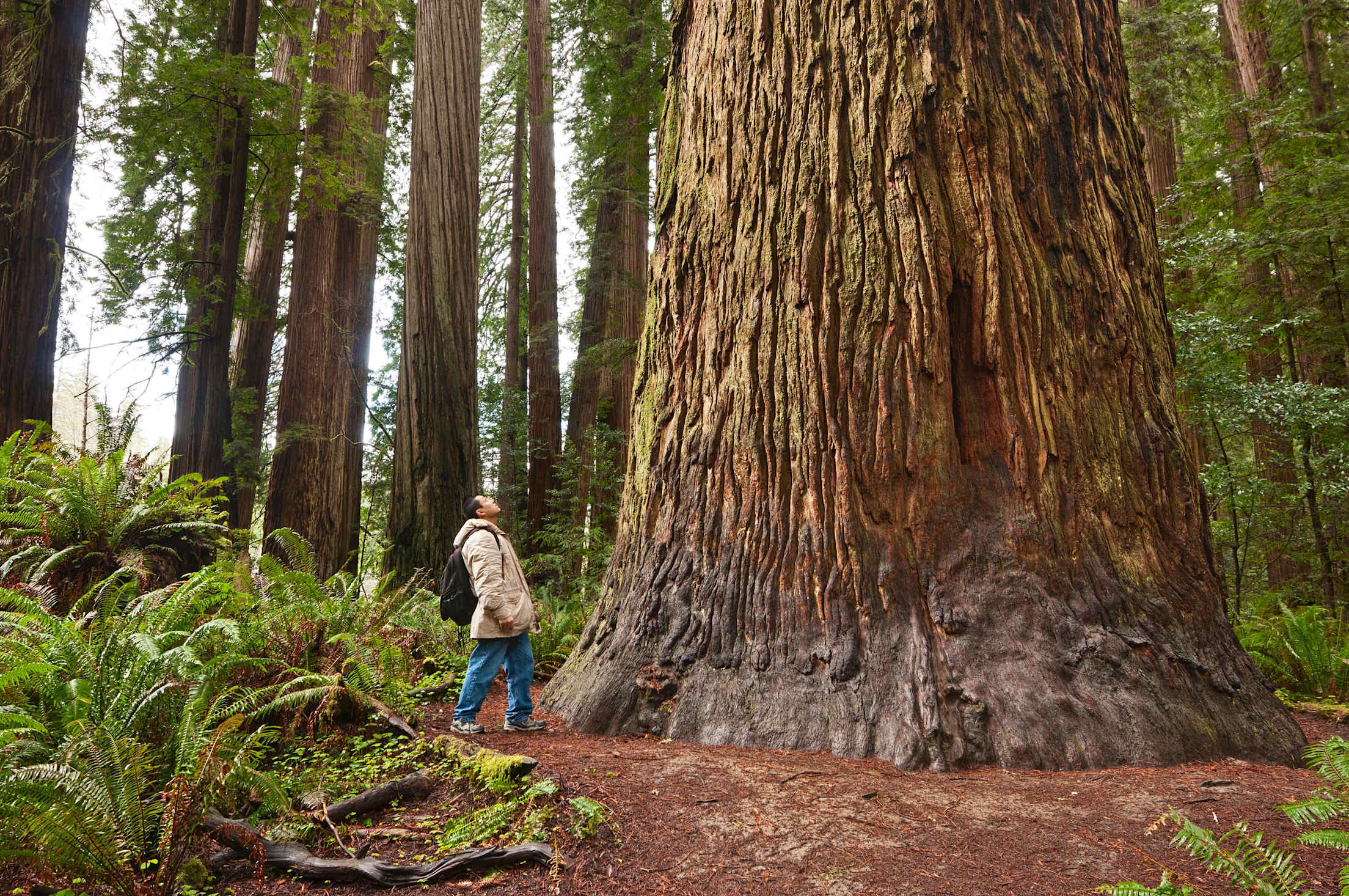 A hiker looks up at a giant redwood tree.