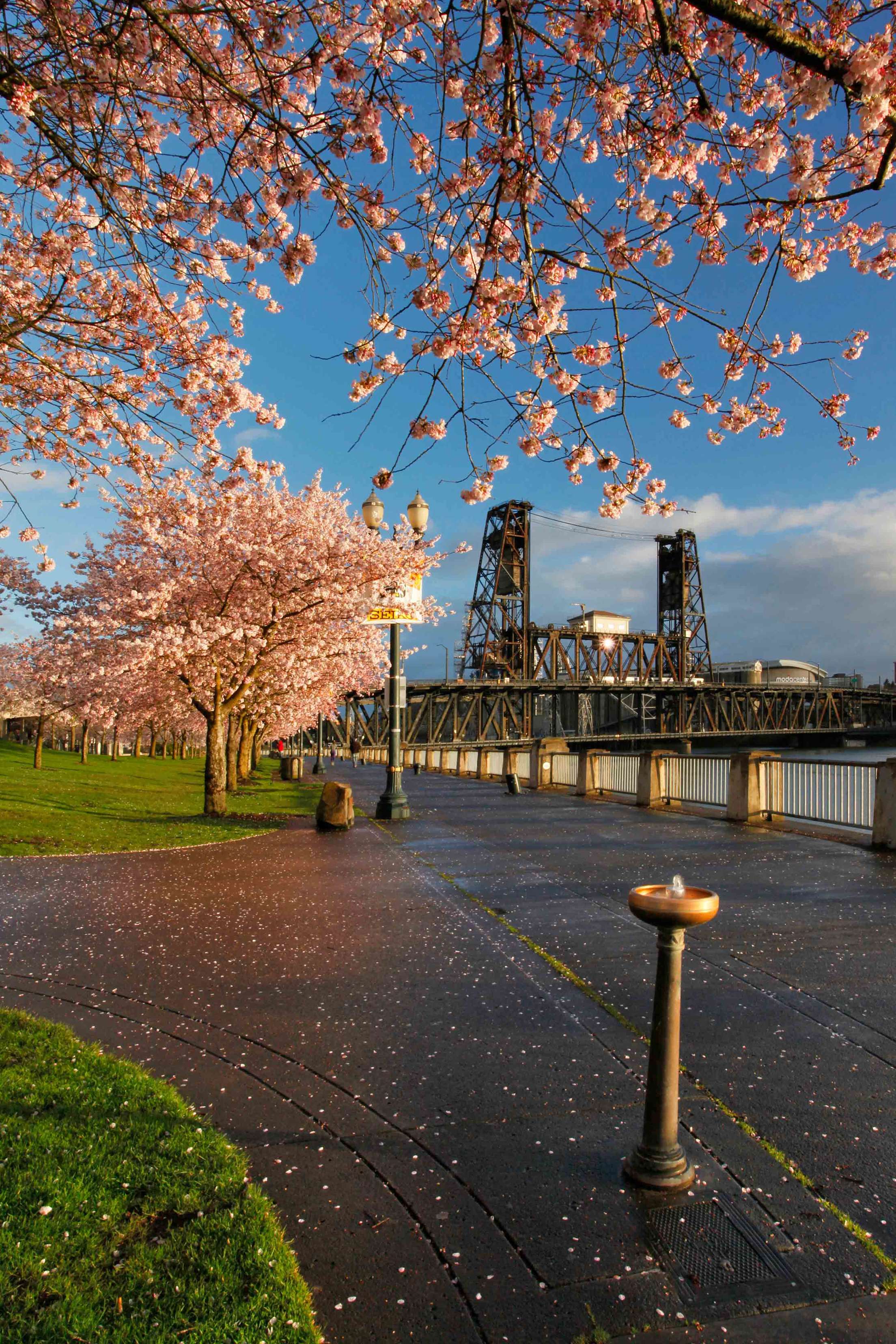 cherry blossoms bloom next to the Willamette river in Portland