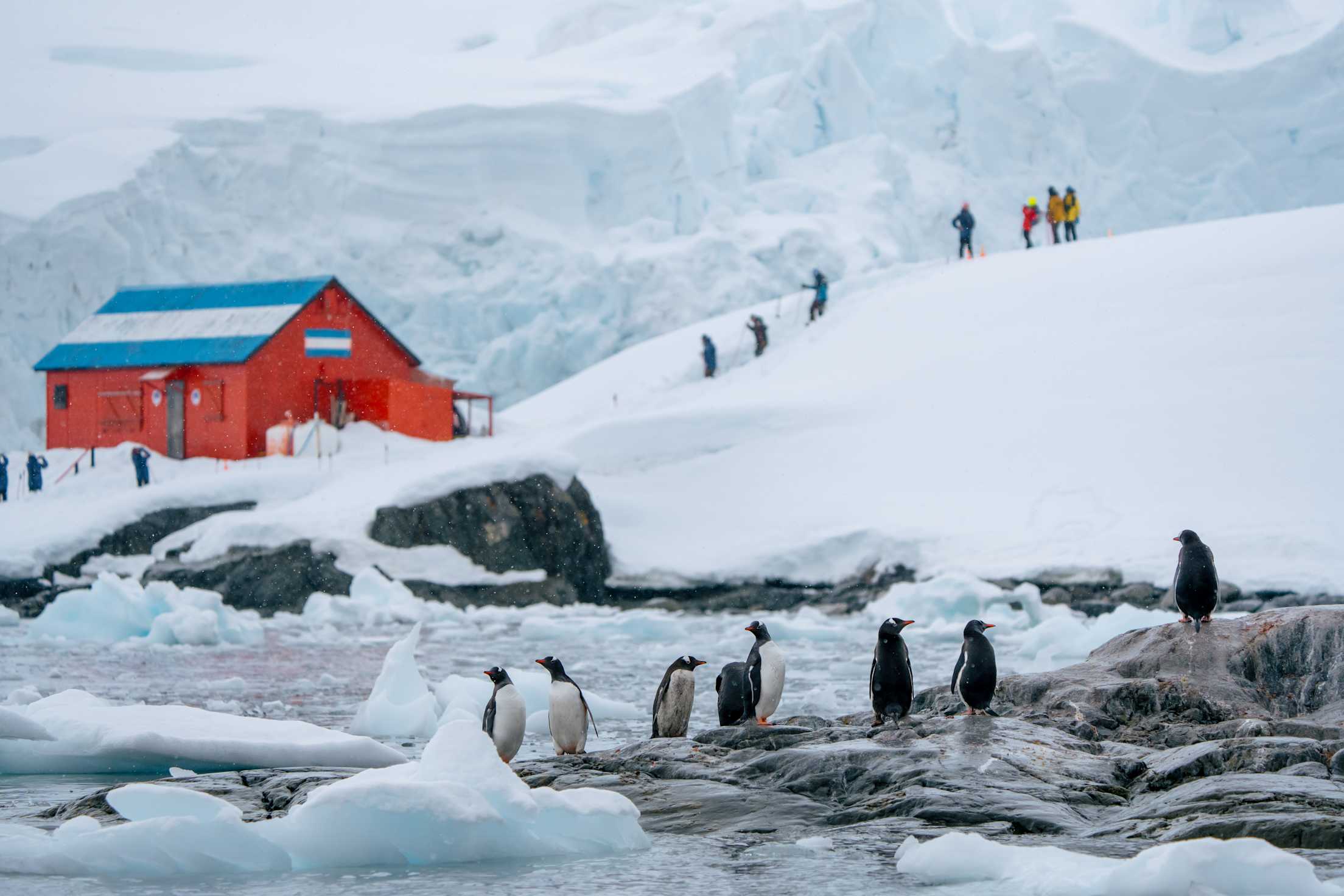 Travelers hike in the snow to see penguins at Brown Station, Antarctica, on an HX Expeditions cruise.