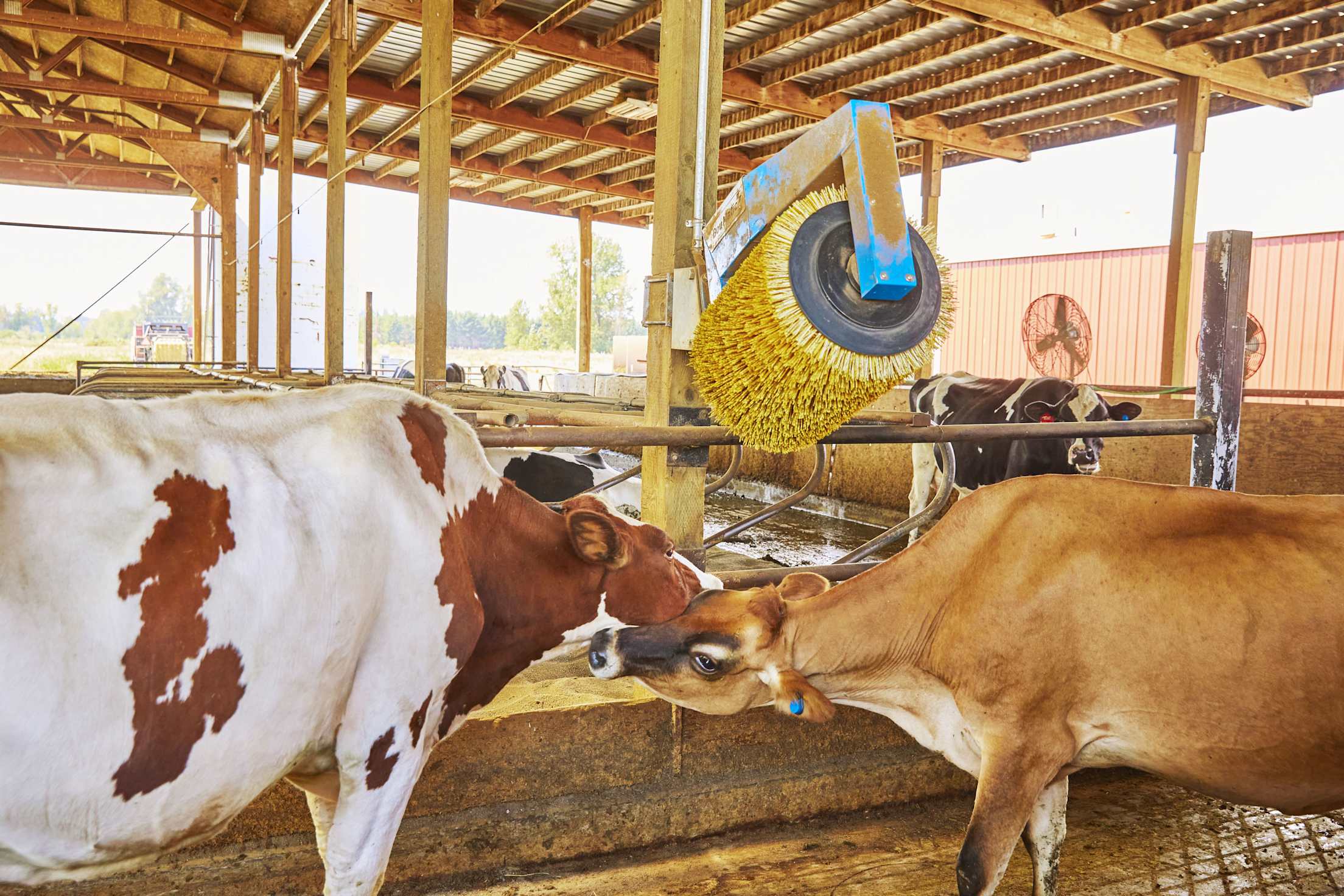 two cows nuzzle each other in a barn under a brush