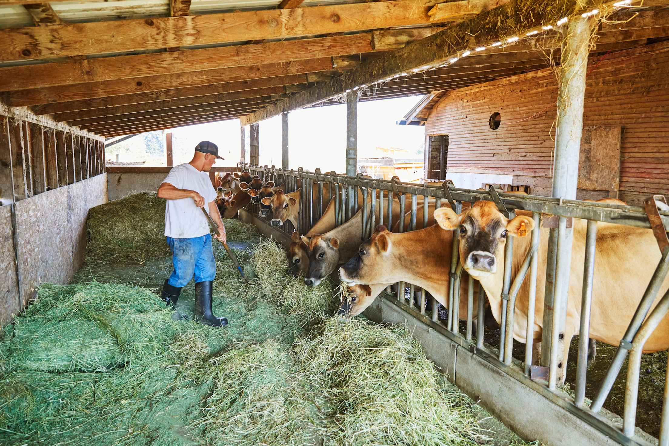 a man in blue jeans and a ball cap tends to cows in a barn