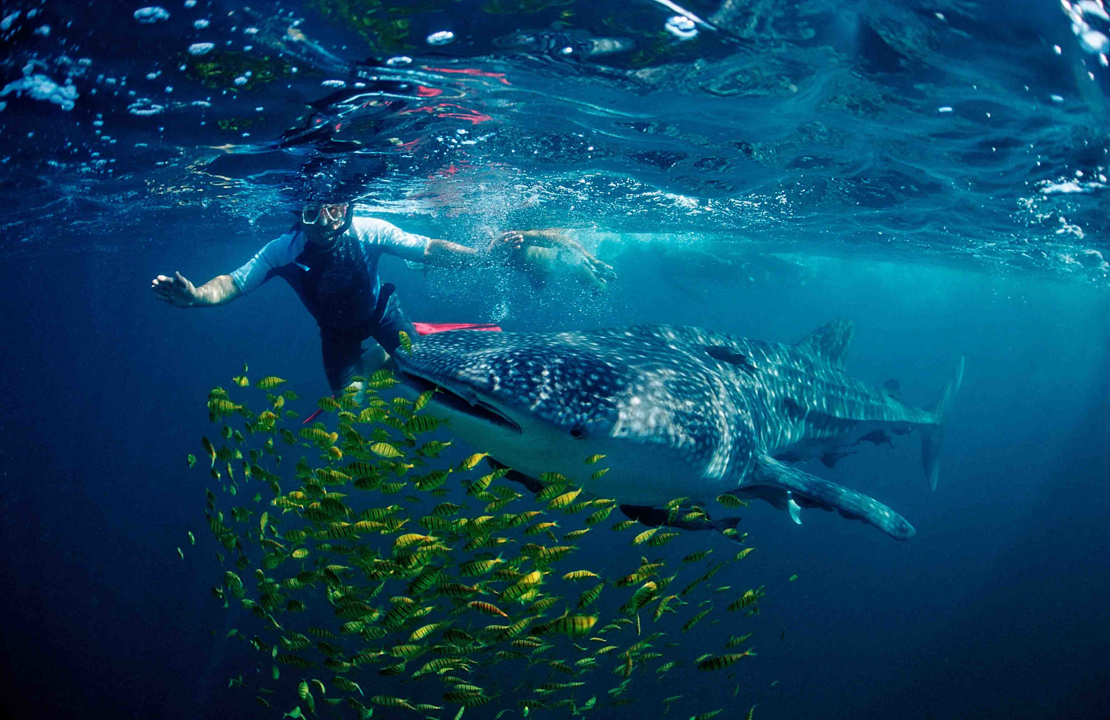 a person snorkels with a shark and neon green fish in an underwater photograph