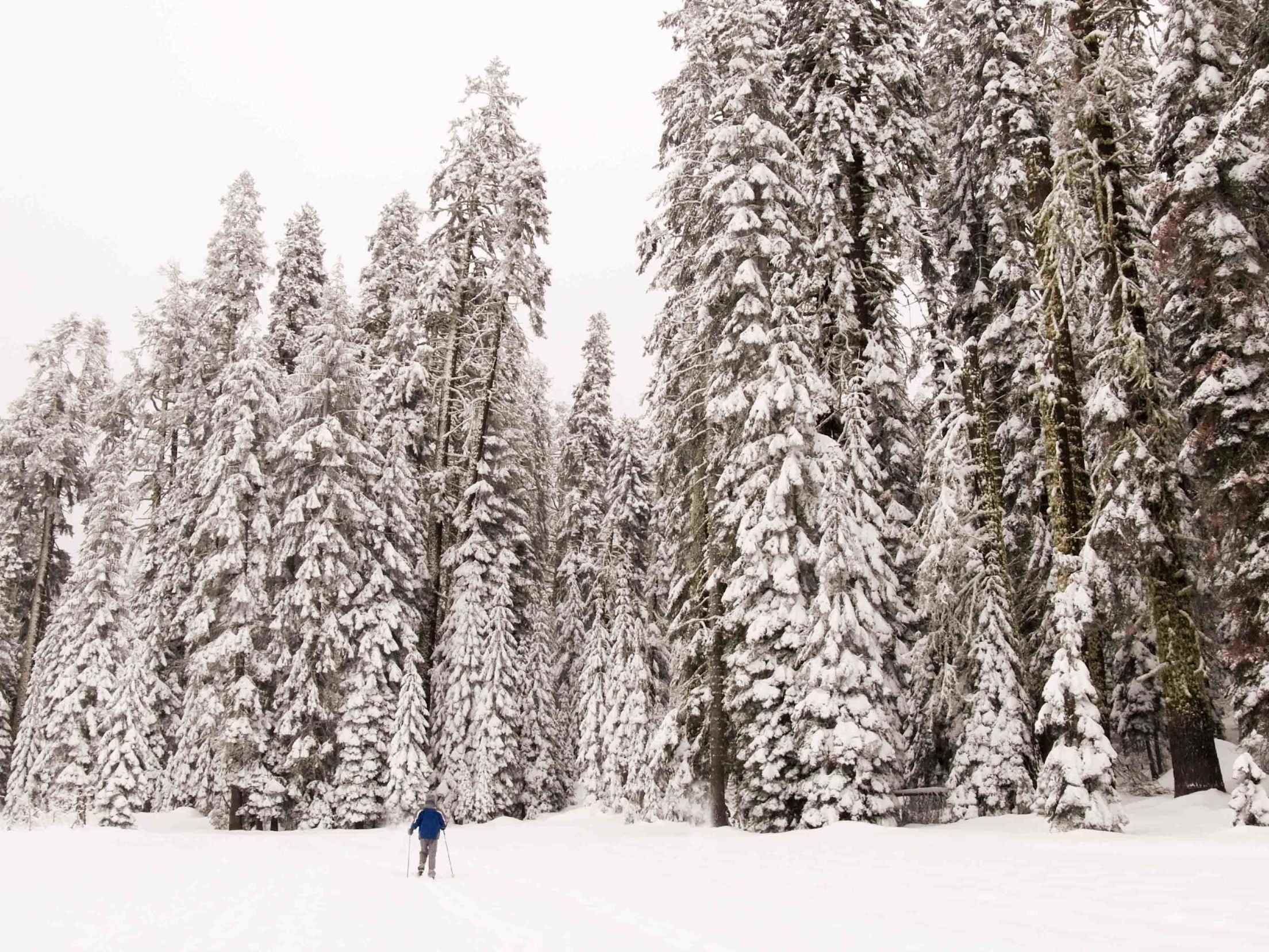 a person cross-country skis through snow covered trees