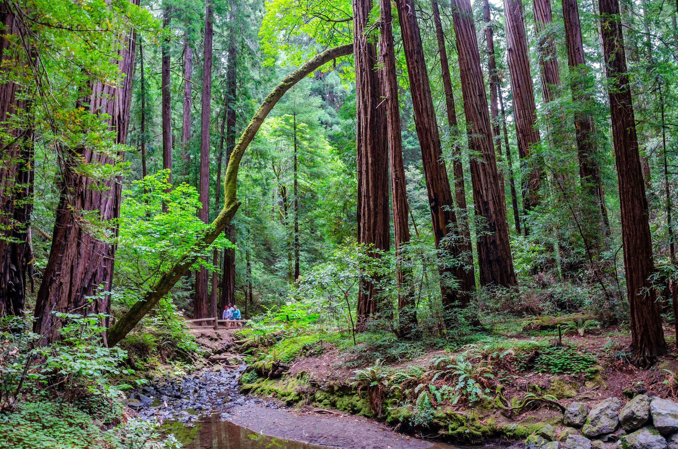 Friends walk through Muir Woods National Monument in California.