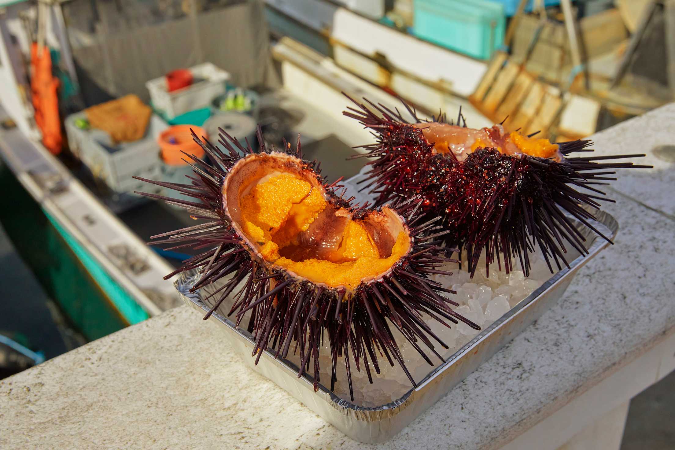 spiky sea urchin on a bed of ice photographed on a pier