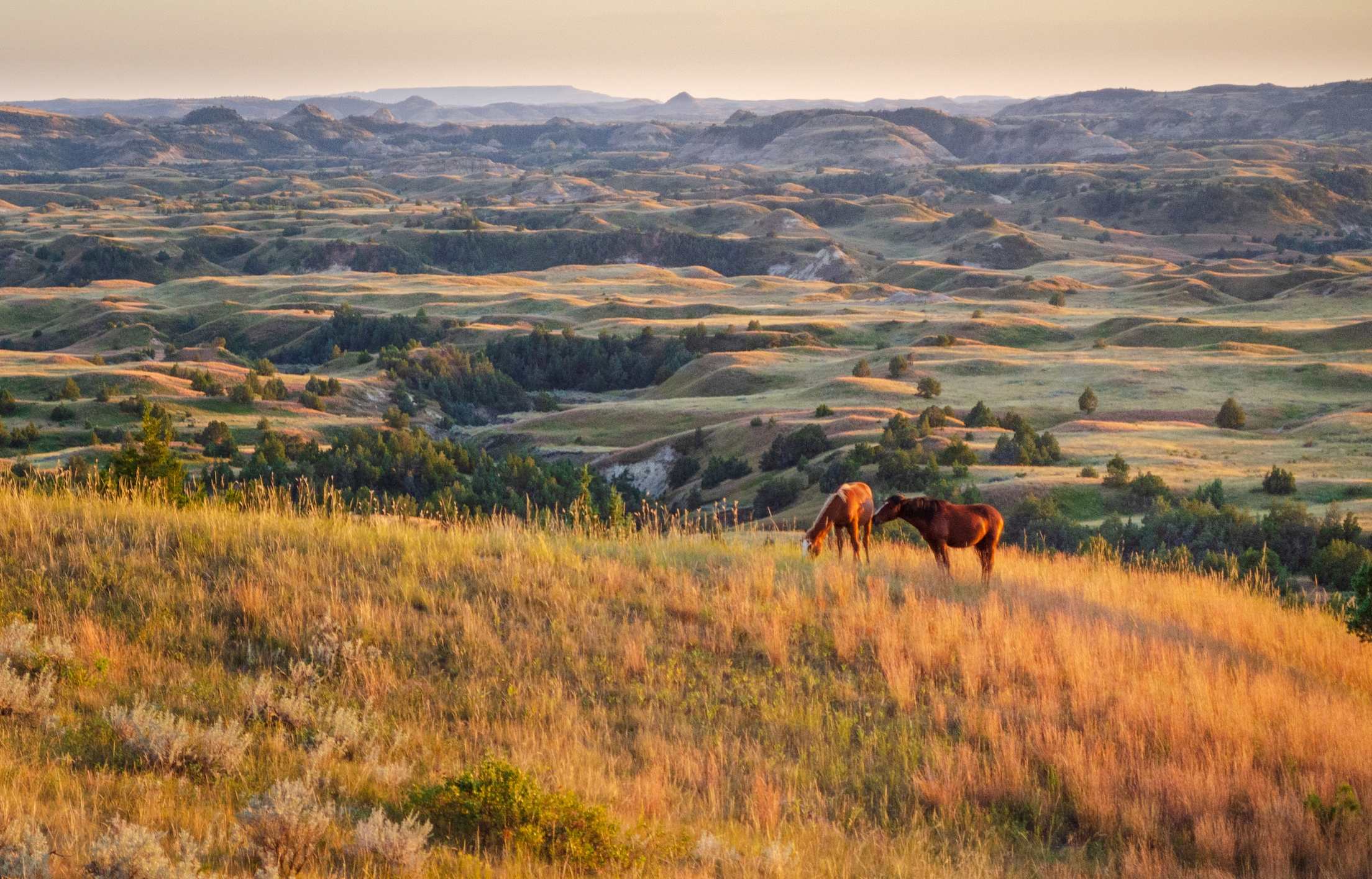 Wild horses in Theodore Roosevelt National Park, North Dakota.