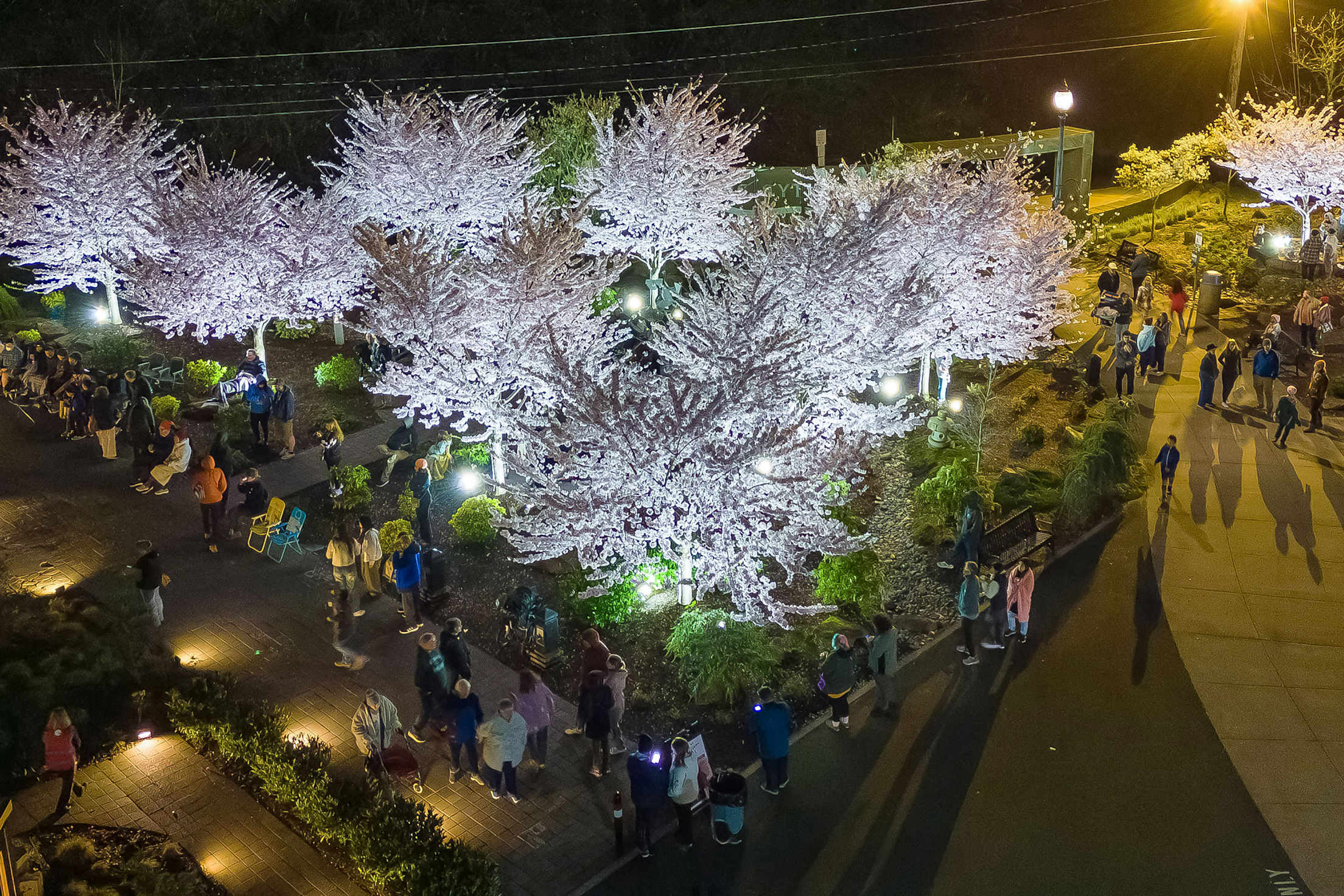 Cherry trees full of blossoms lit up at night at the Gresham Japanese Garden in Oregon.