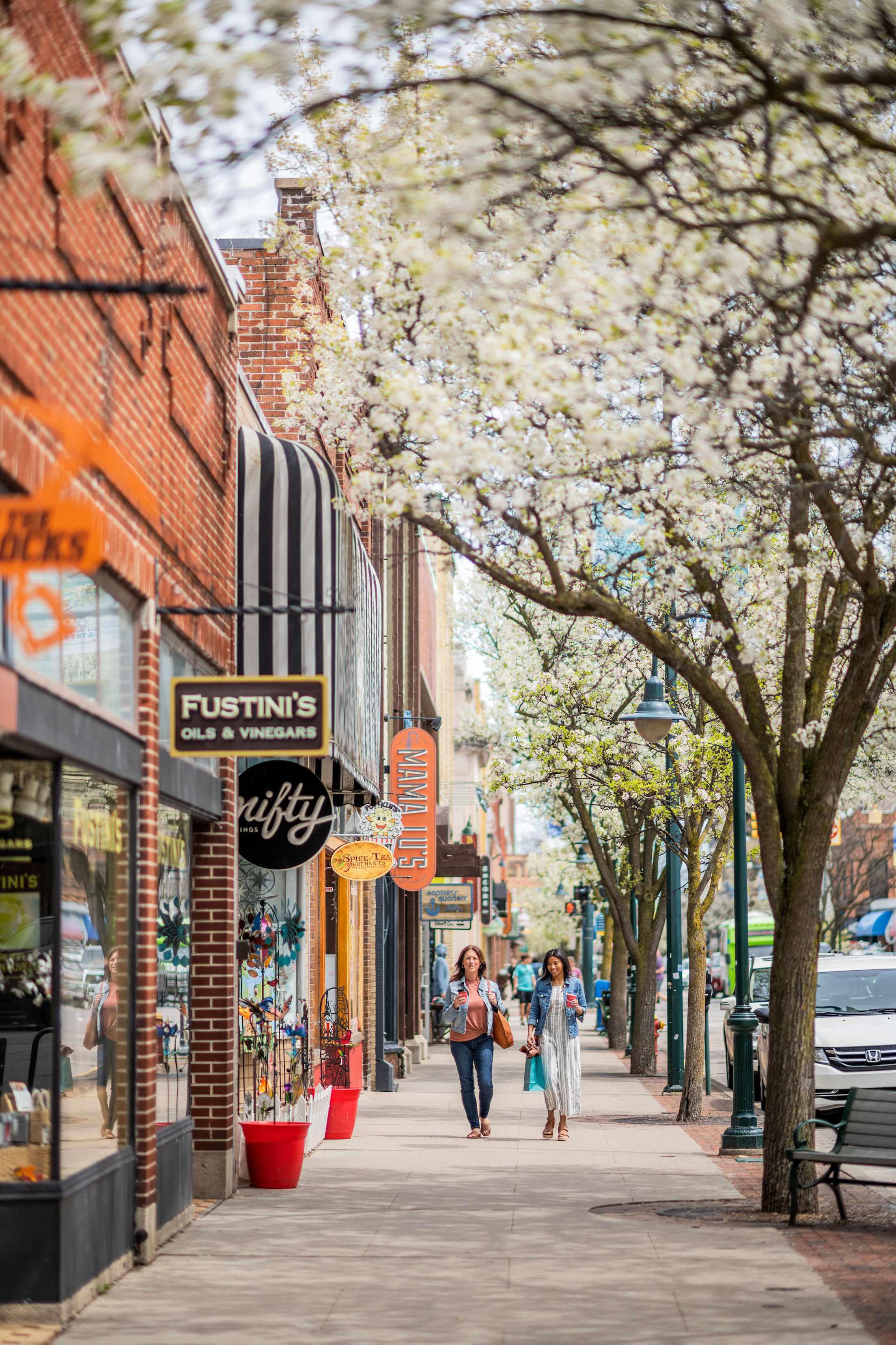 Friends walk down Front Street beneath cherry blossoms in Traverse City, Michigan.