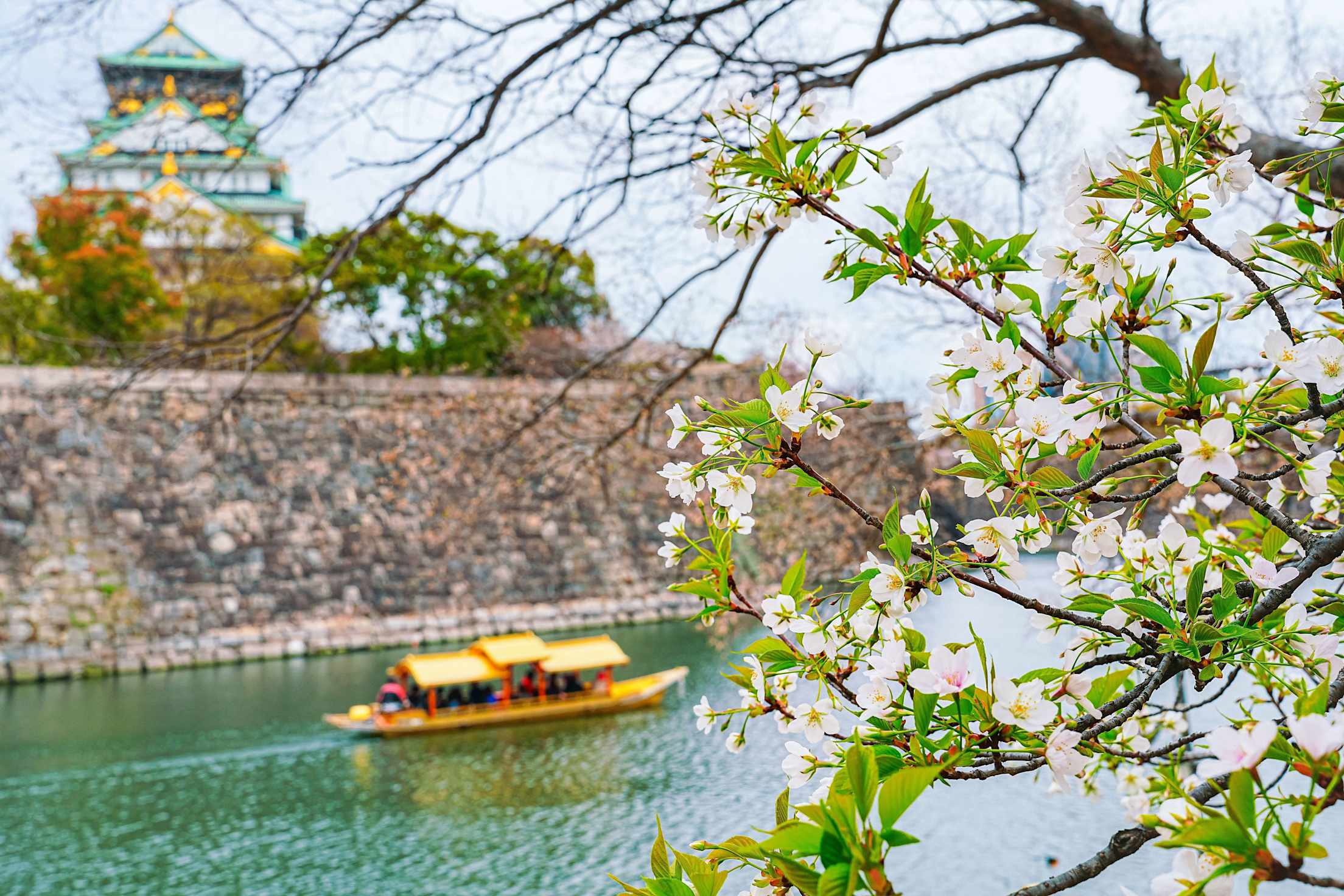 View of the beautiful cherry blossoms in spring with a boat on the water at Osaka Castle Park in Osaka, Japan.