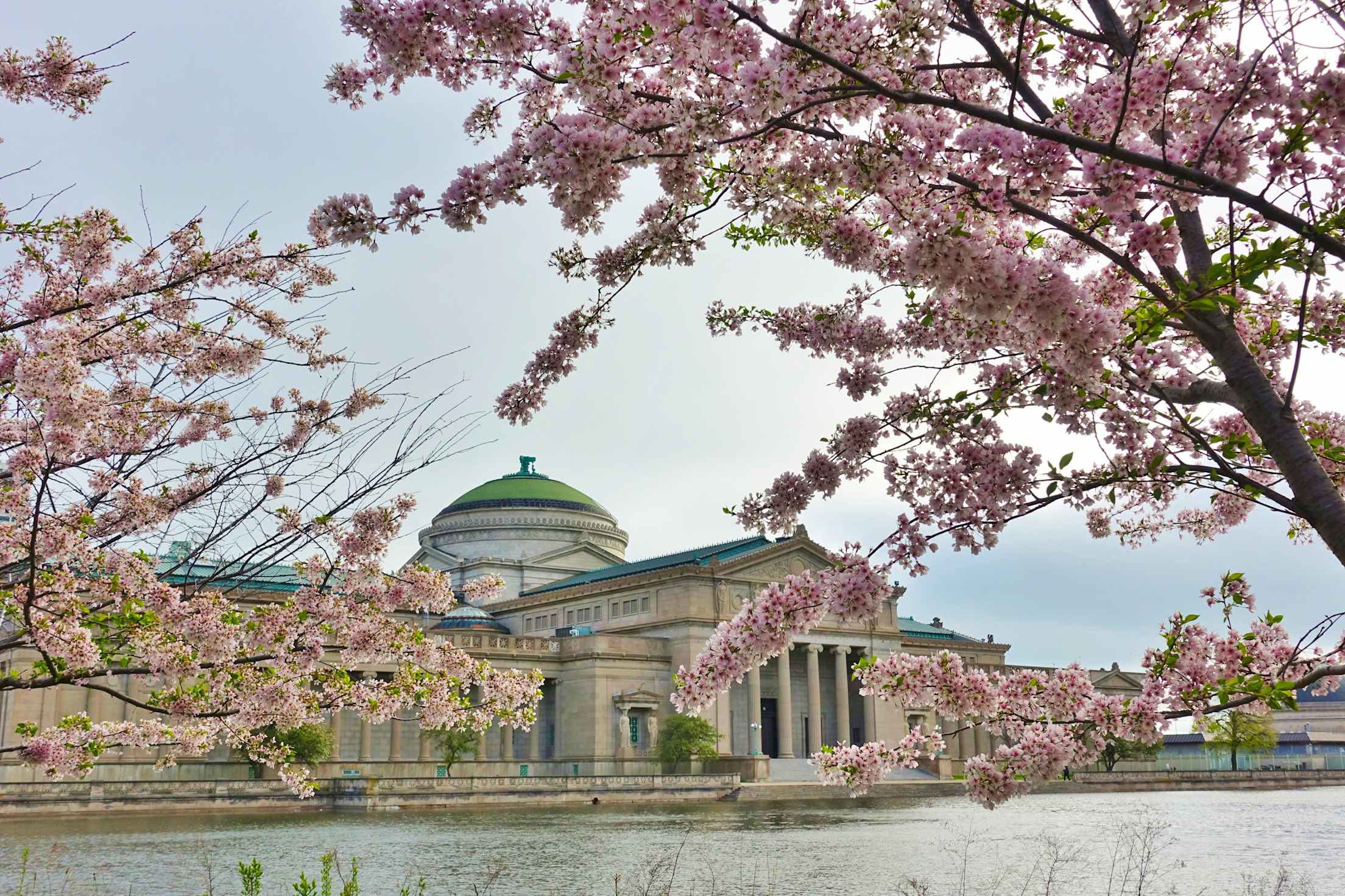 Museum of Science and Industry, located in the 1893 Palace of Fine Arts in Jackson Park, Chicago, Illinois during cherry blossom season.