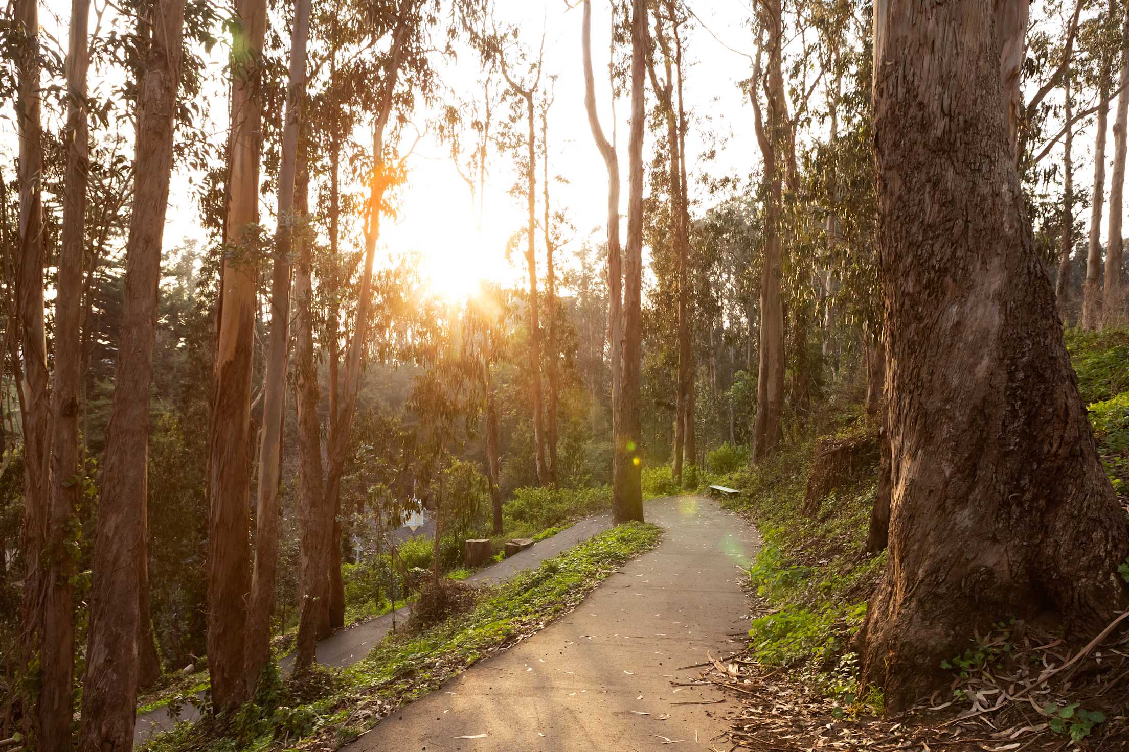 Golden hour at Stern Grove in the Outer Sunset District of San Francisco.