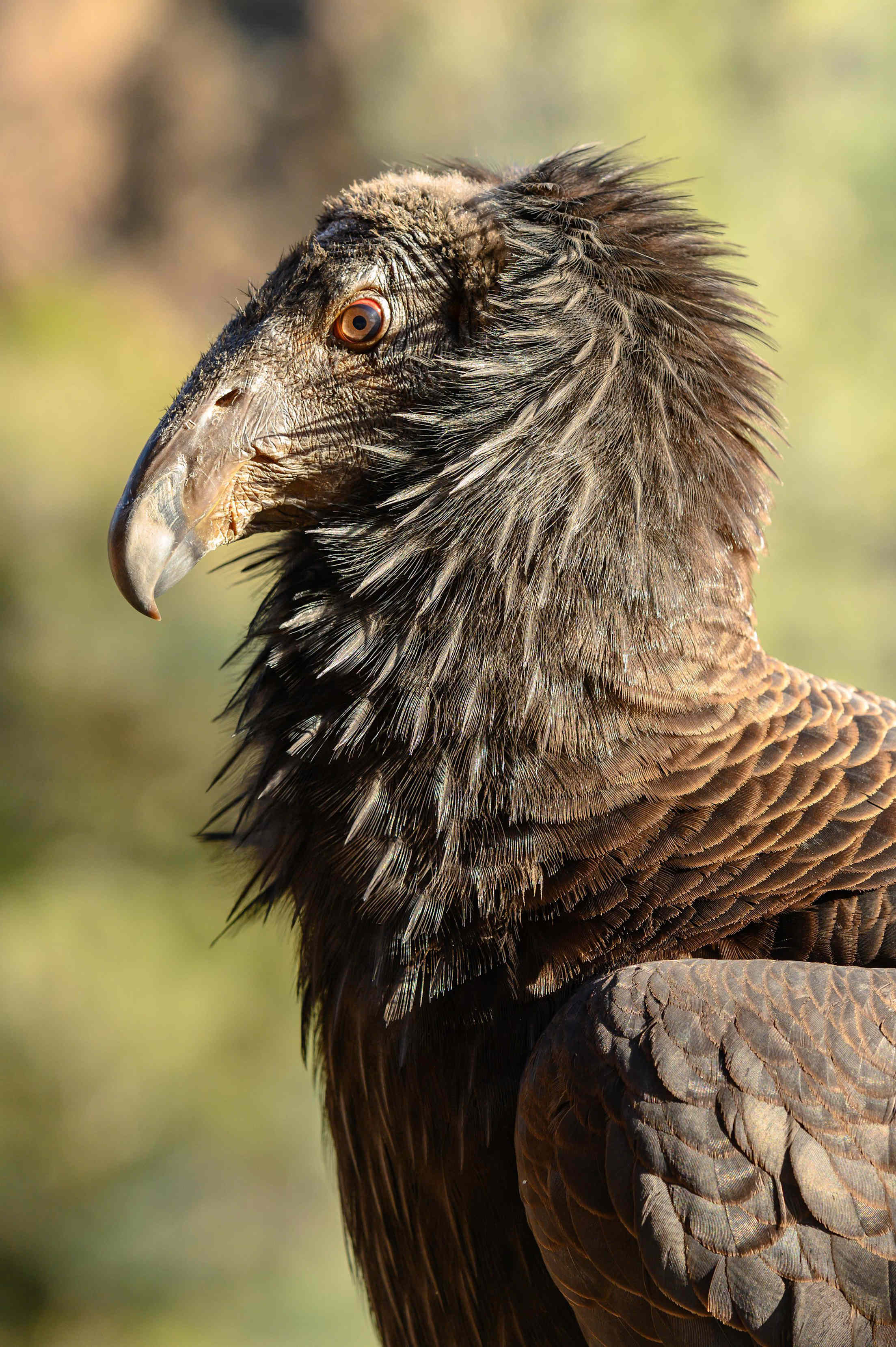 a california condor