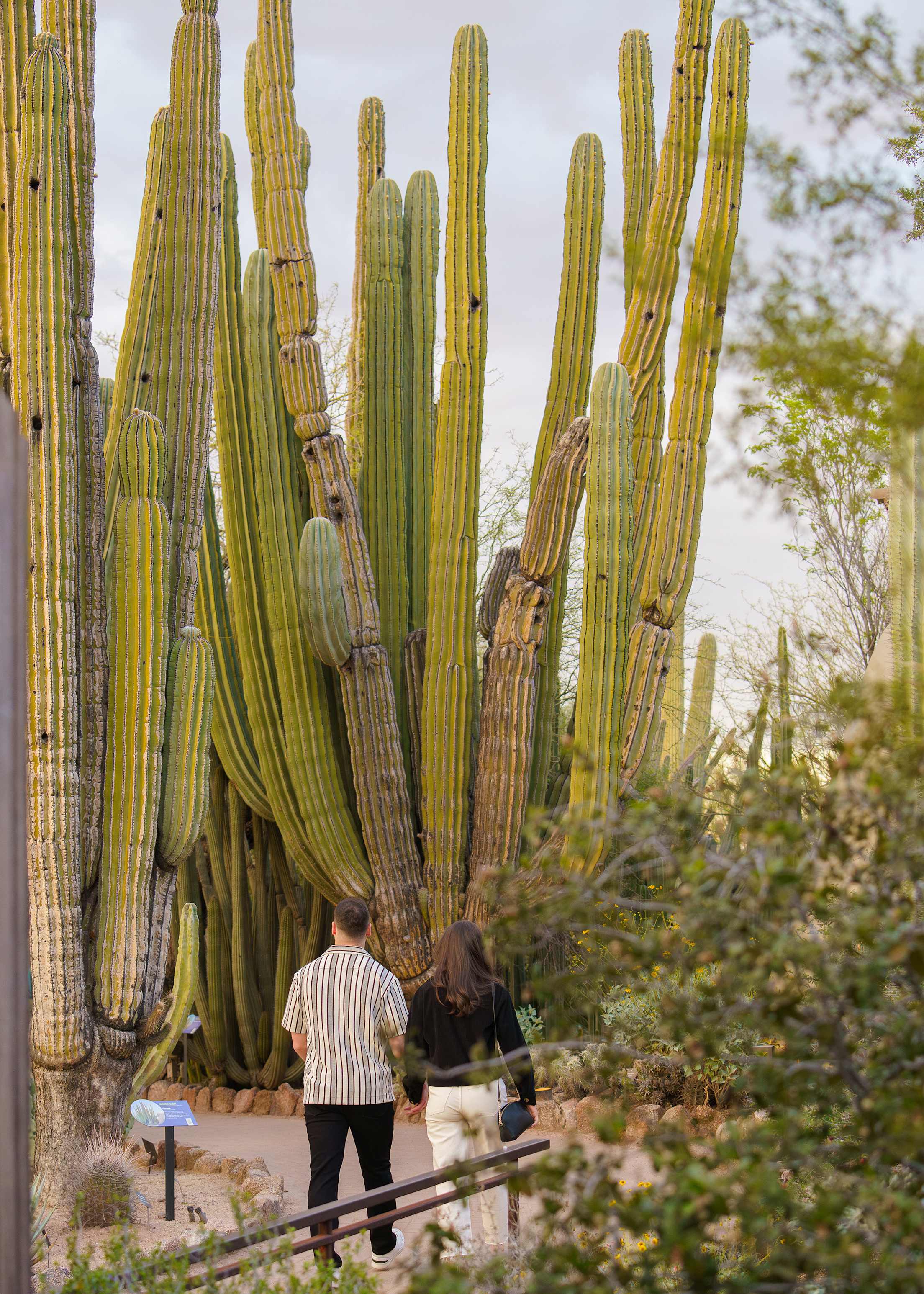 People walk through massive cacti in the Desert Botanical Garden in Phoenix, Arizona.
