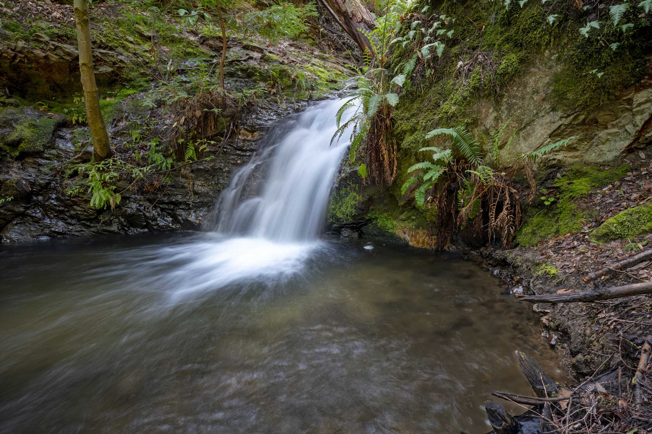 Tiptoe Falls cascades into a small pool in Portola Redwoods State Park.
