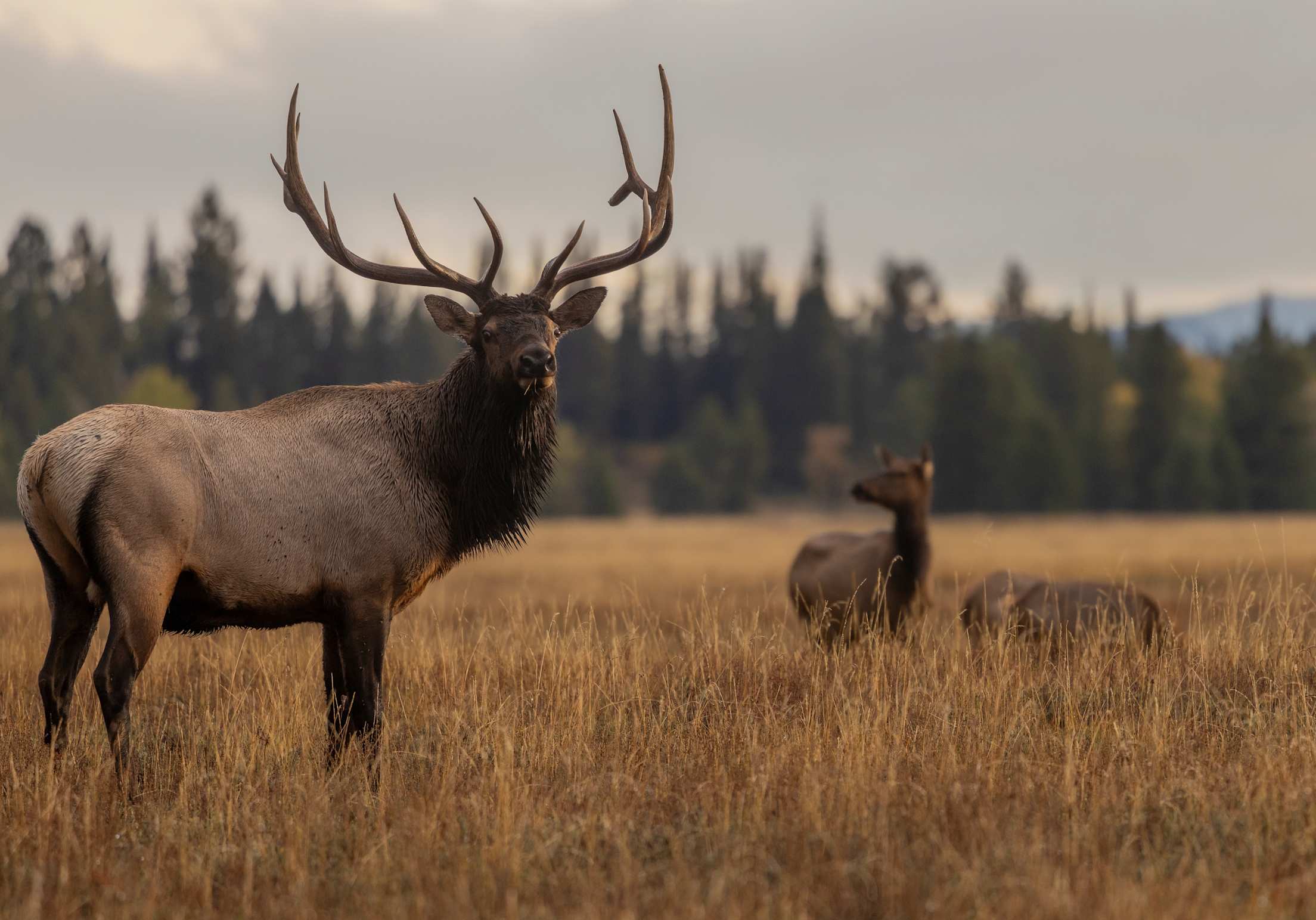 Bull elk during rut in a meadow in Wyoming.