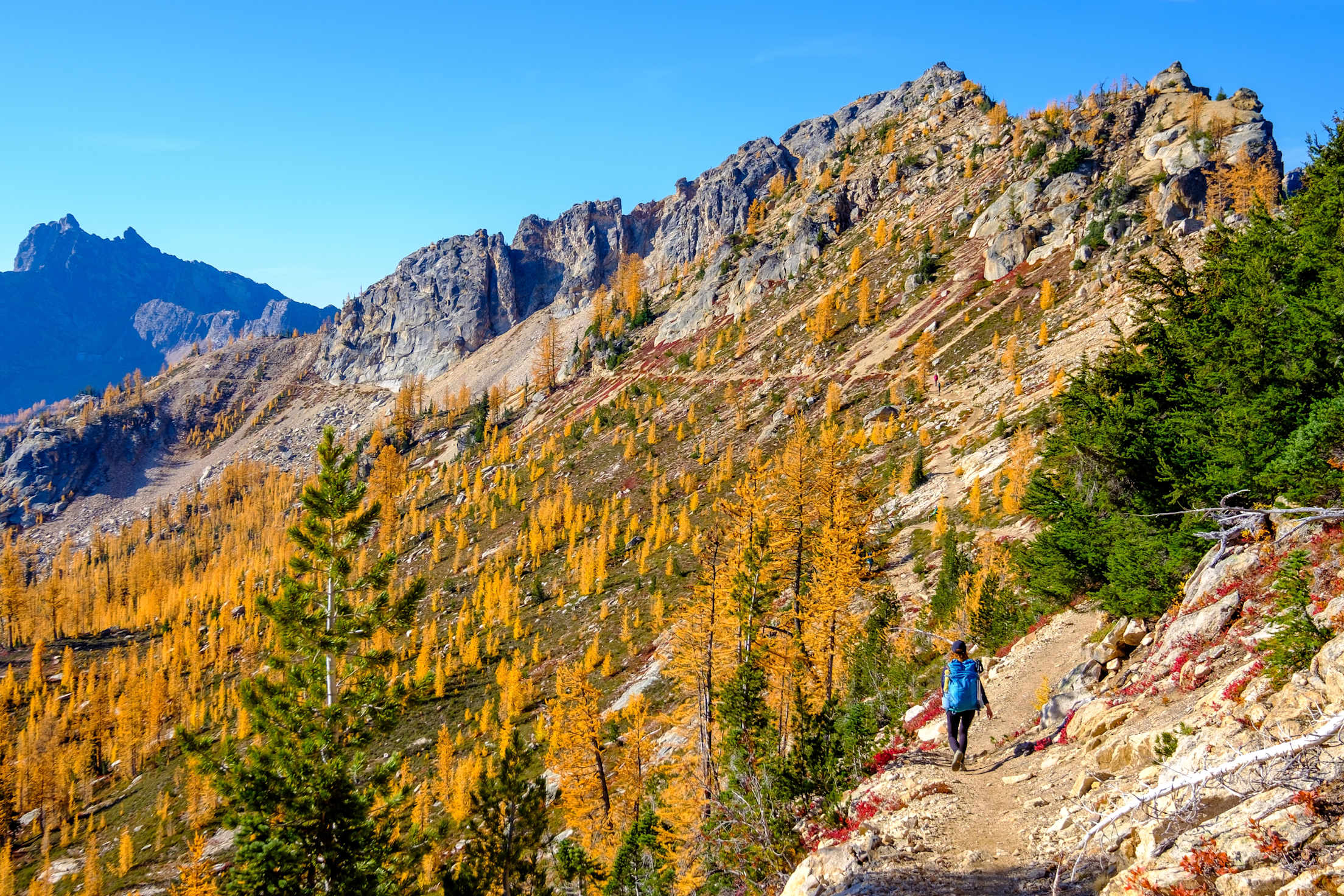 A hiker navigates past golden larches along Cutthroat Pass on the Pacific Crest Trail in Washington.