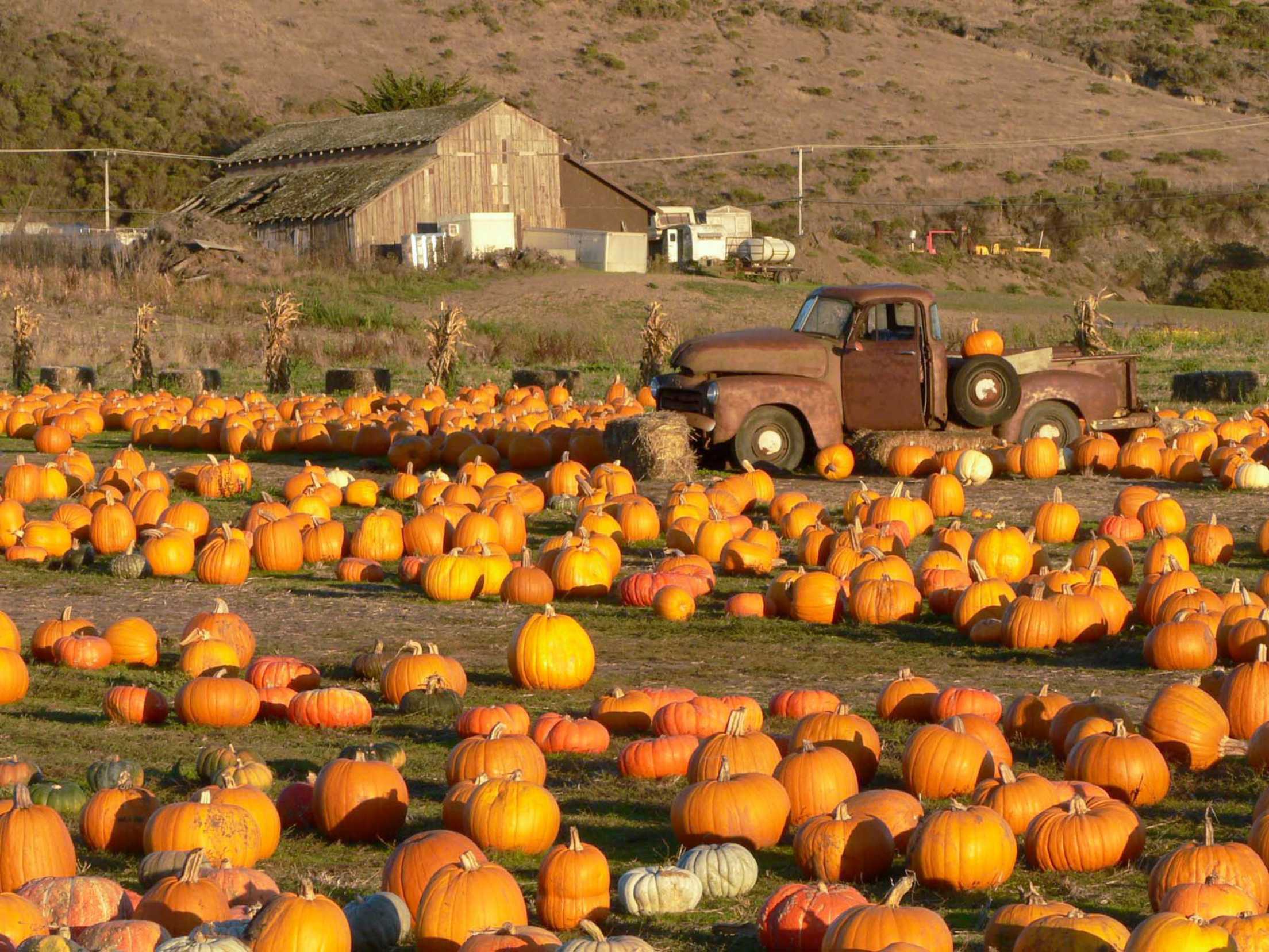 Pumpkins line a field in Half Moon Bay, California, with a vintage truck in the background.