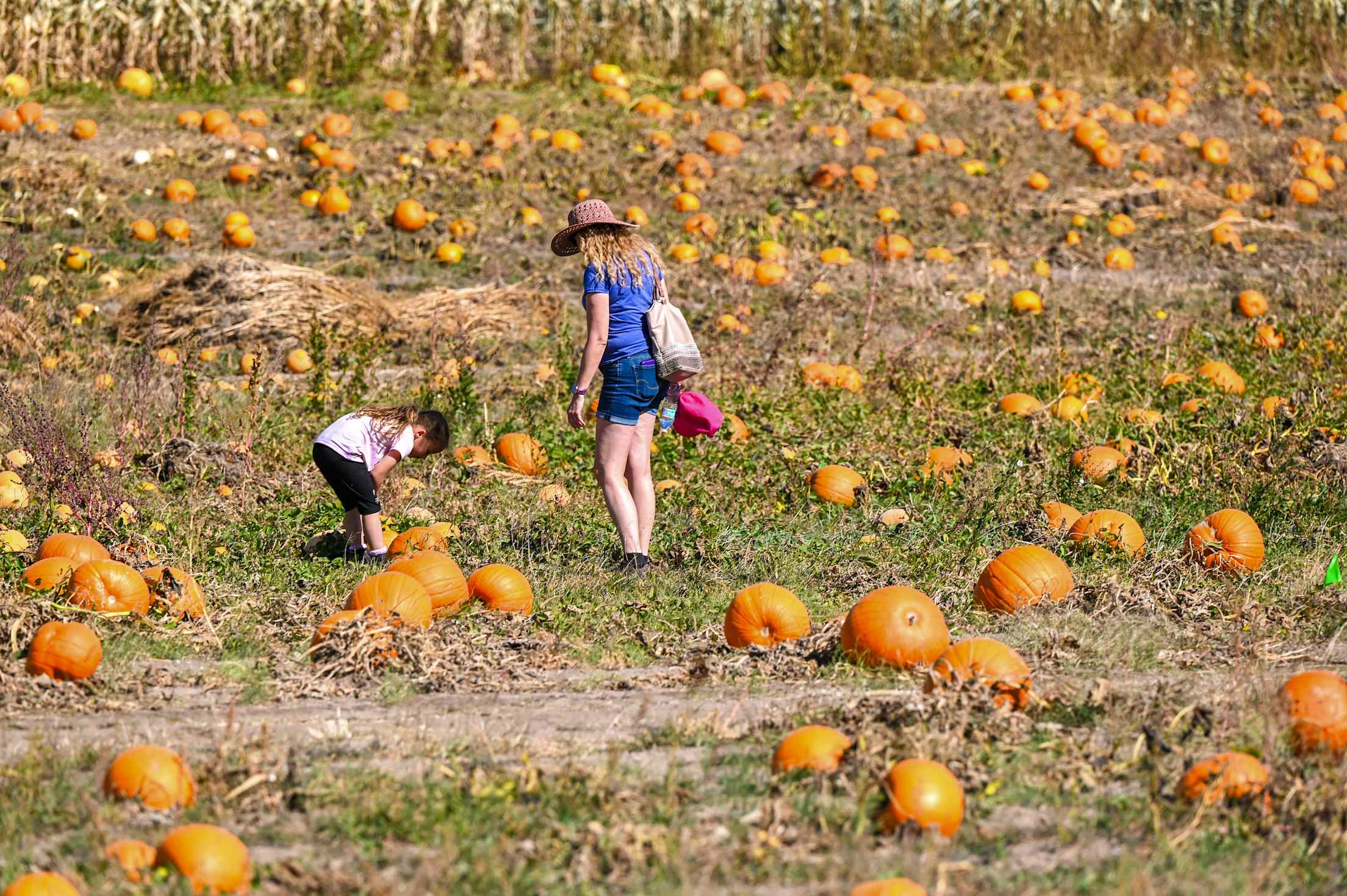 A mother and daughter walk through the U-pick pumpkin patch at West and Windy Creek Farm in Cheyenne, Wyoming.