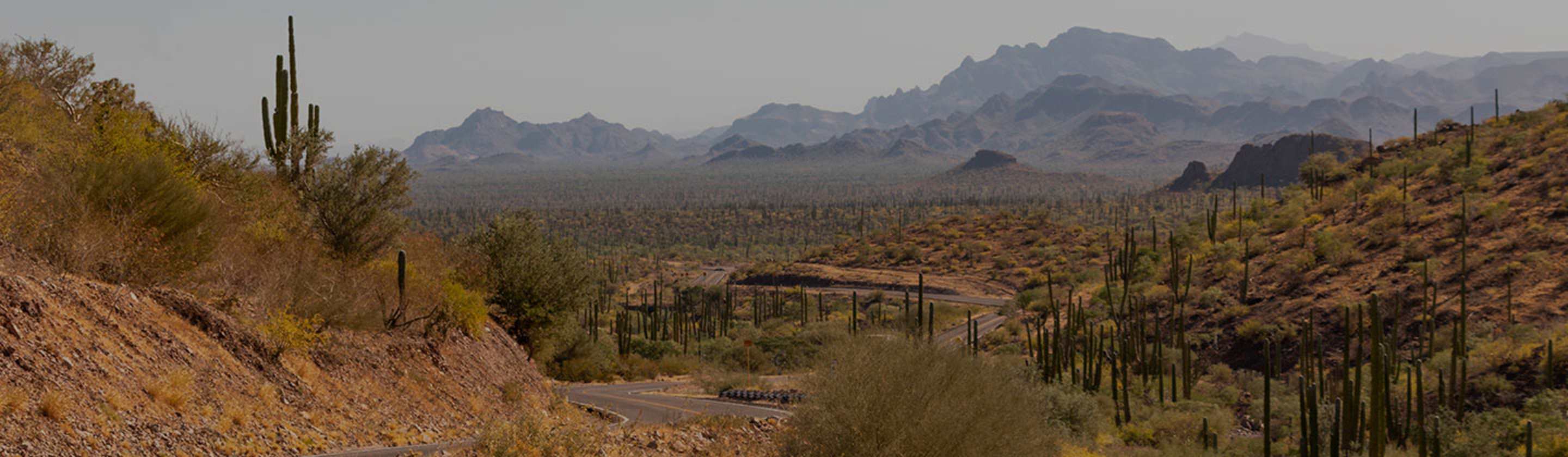 A cactus-lined road winds through Baja California, Mexico
