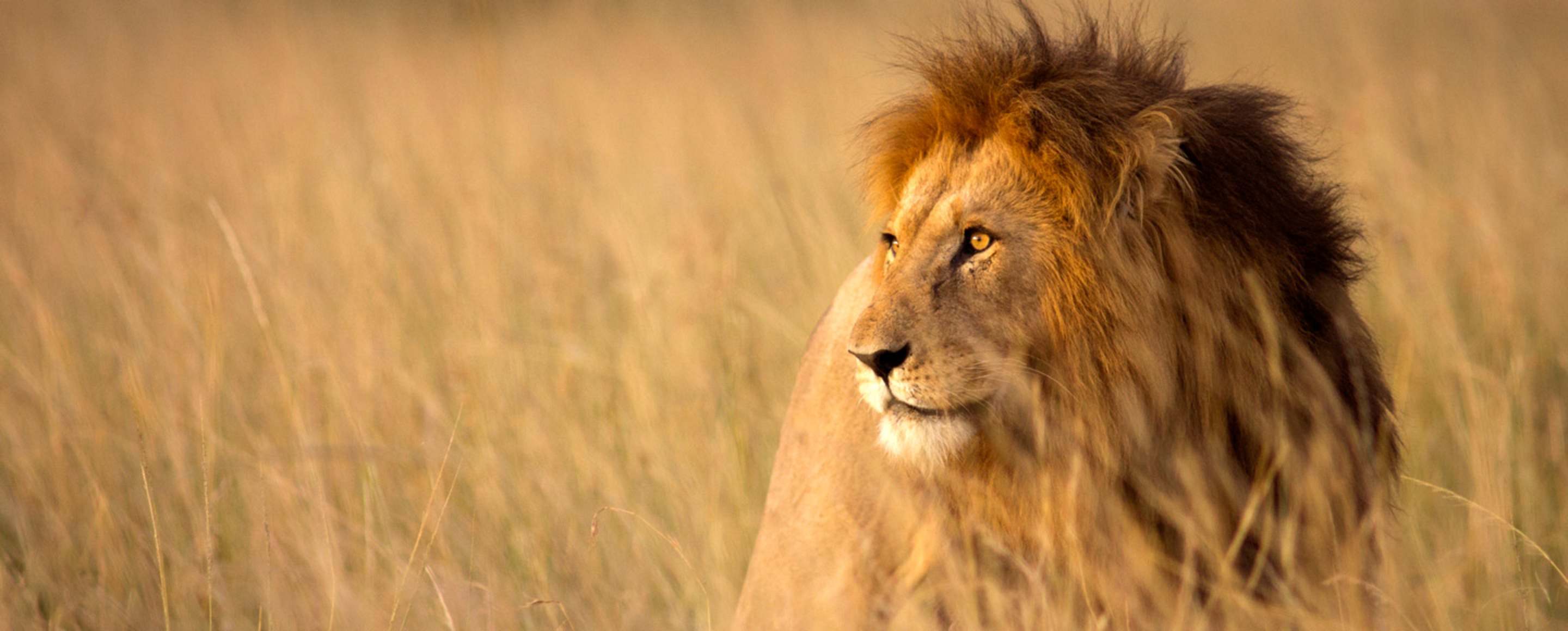 lion in africa