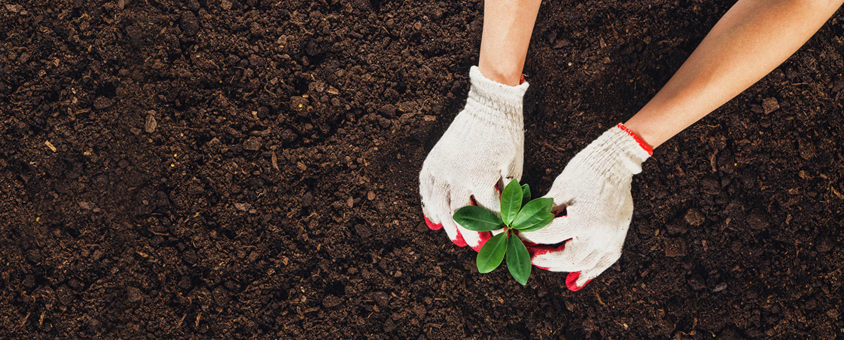 A AAA employee plants a community garden as part of the AAA Serves volunteer program