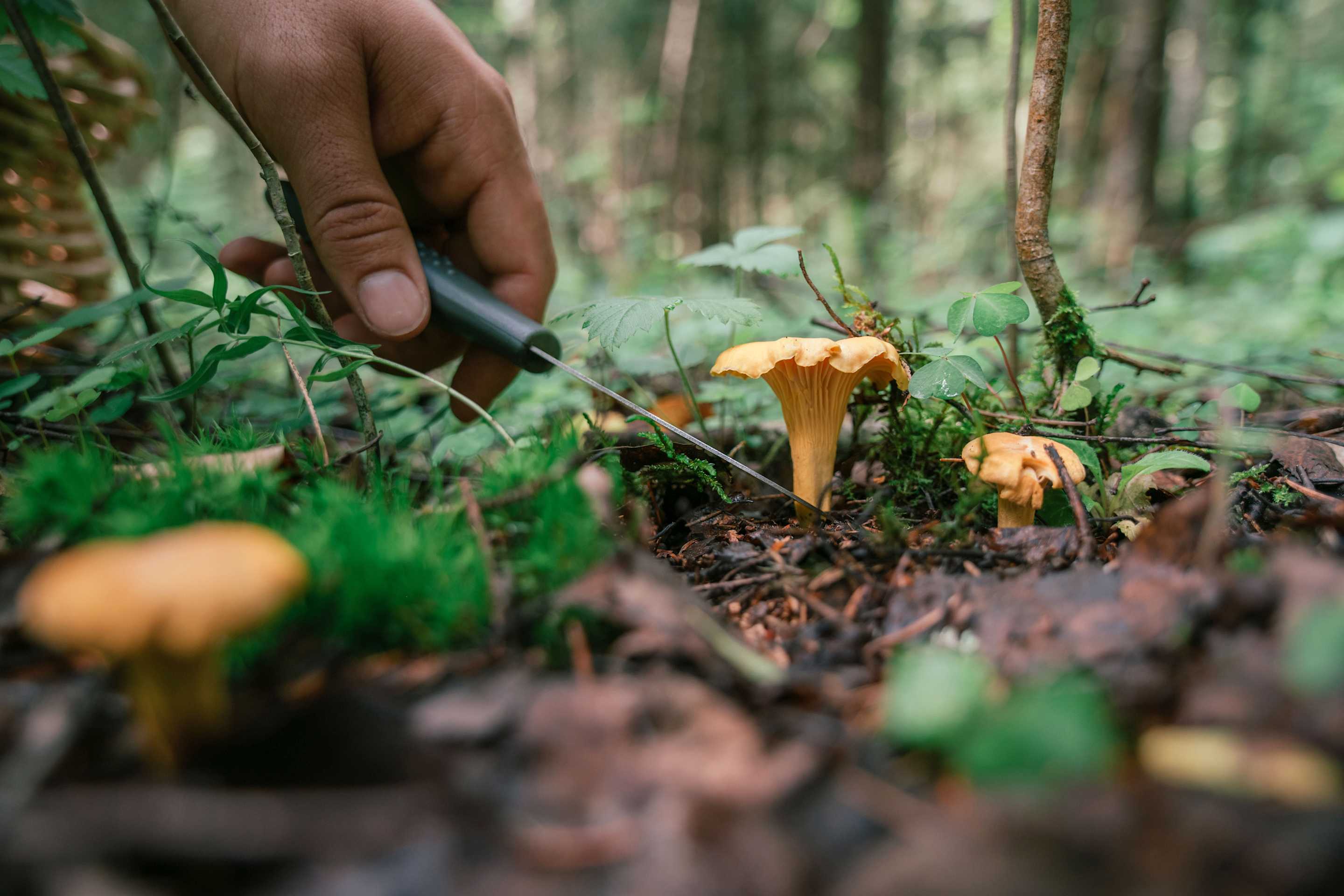 A forager cuts a mushroom off a forest floor with a knife.