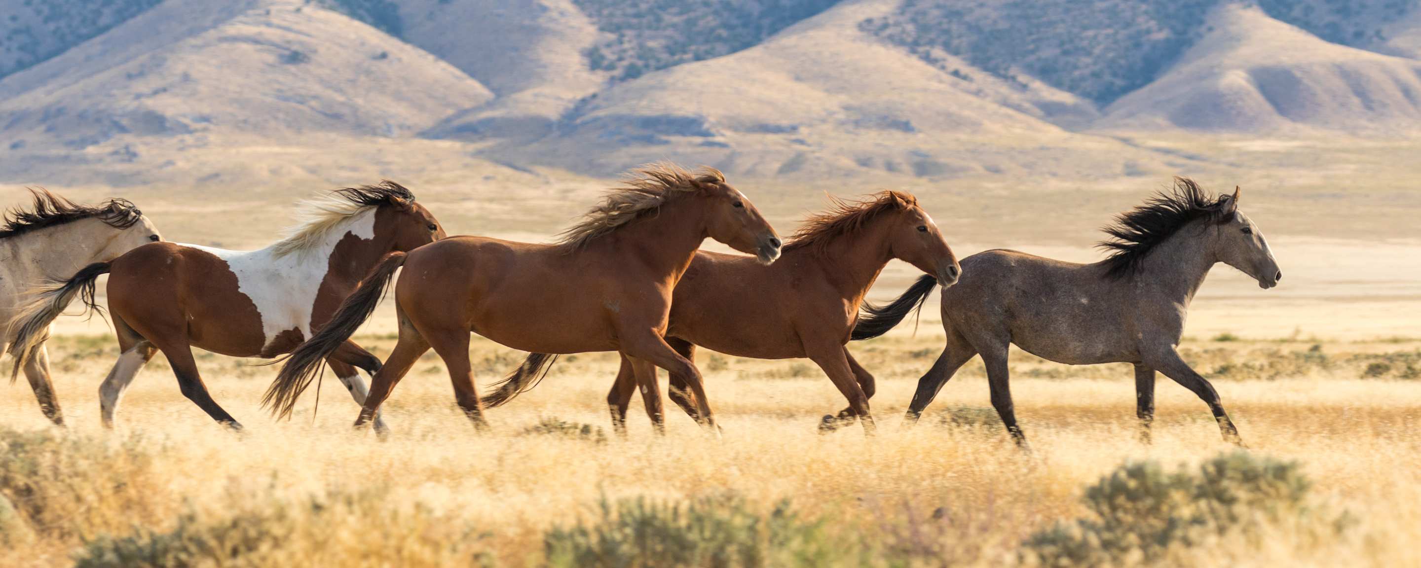 Wild horses run across a grassland in the United States.