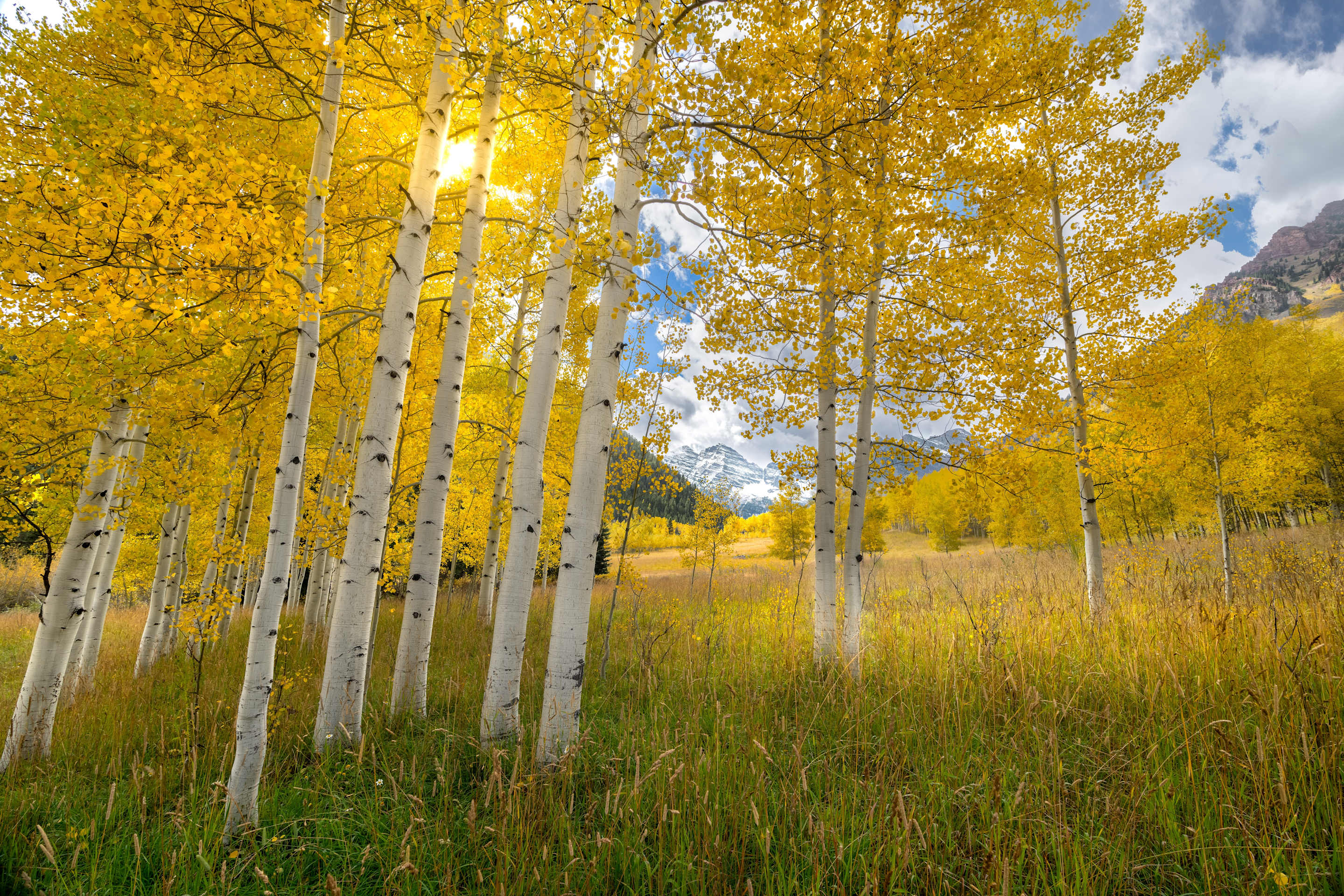 aspen trees in Colorado with yellow leaves